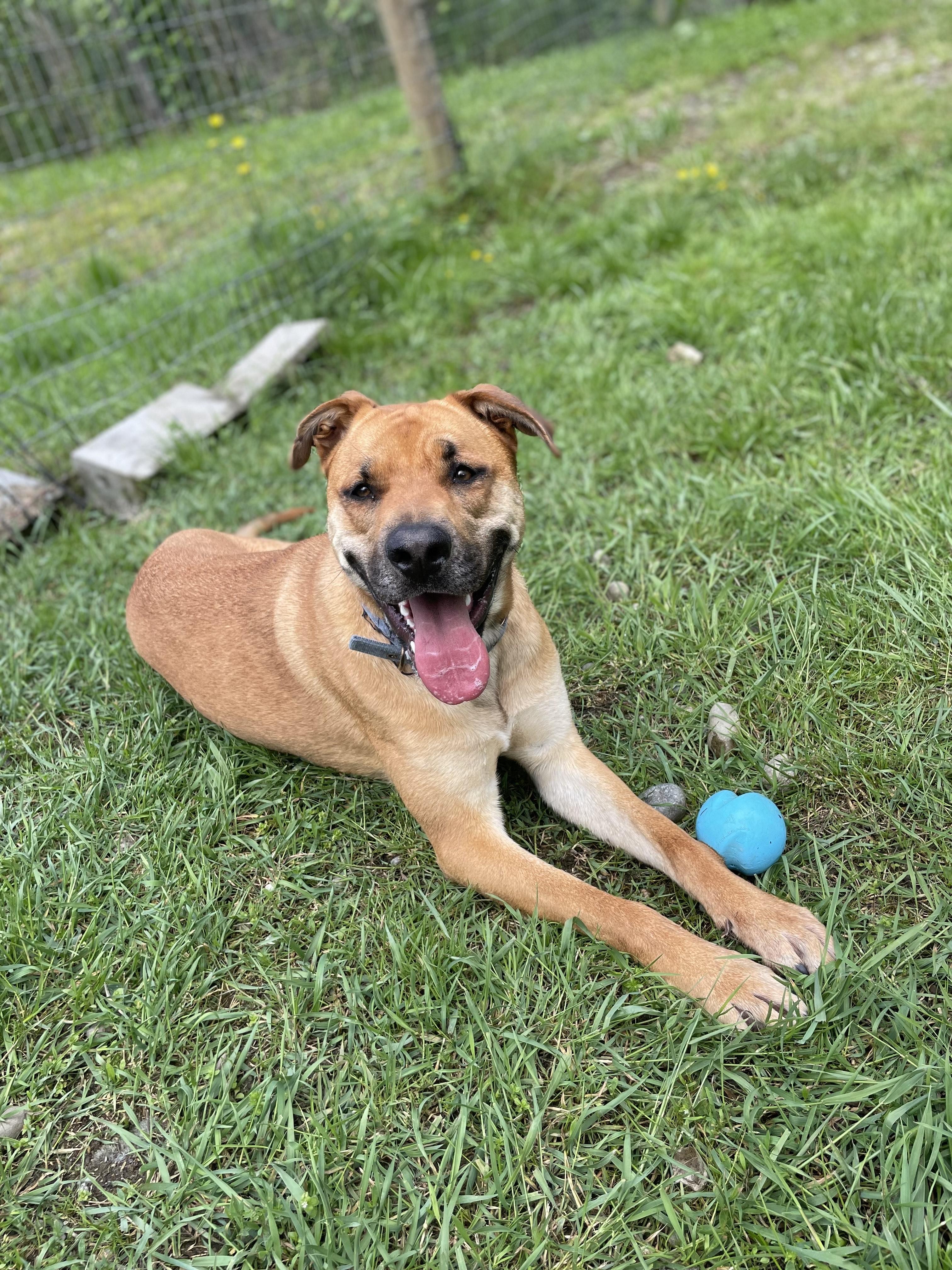 Zoe, an adoptable German Shepherd Dog in Quilcene, WA, 98376 | Photo Image 3