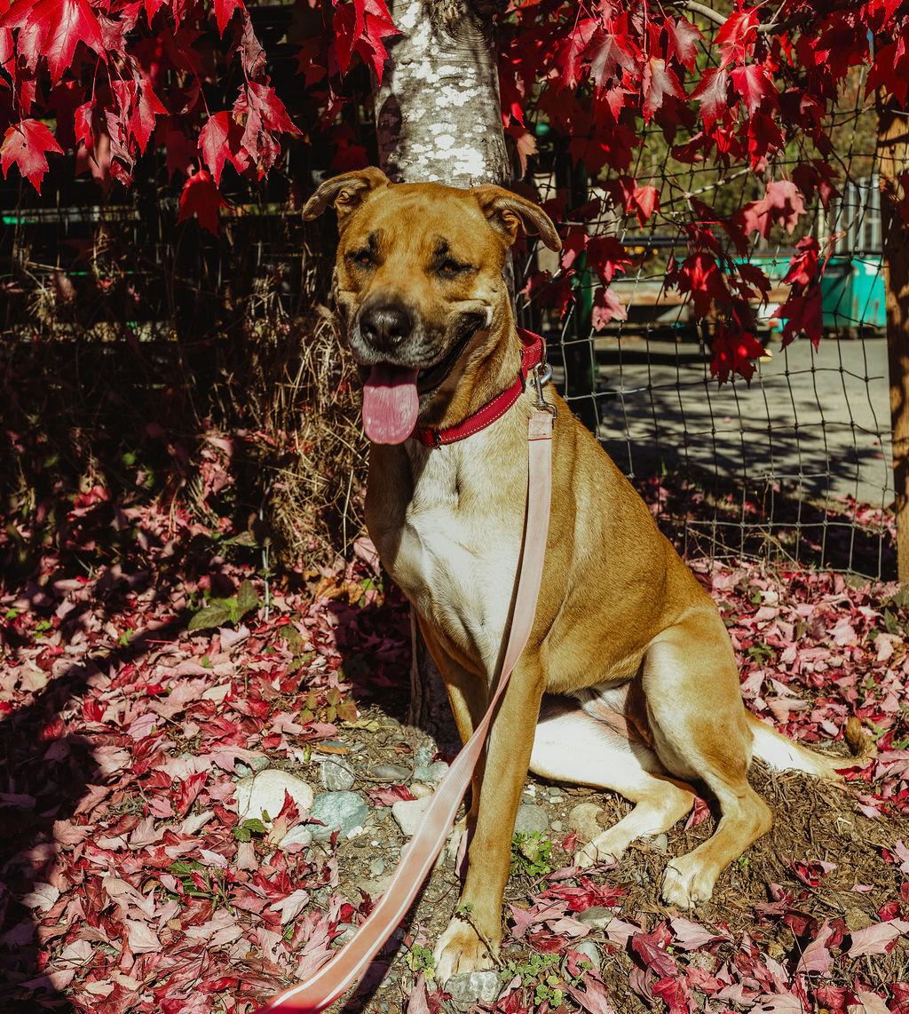 Zoe, an adoptable German Shepherd Dog in Quilcene, WA, 98376 | Photo Image 1