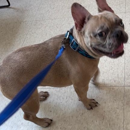 Enlarge Mitch, a ADOPTABLE French Bulldog in Boca Raton, FL image 4/5