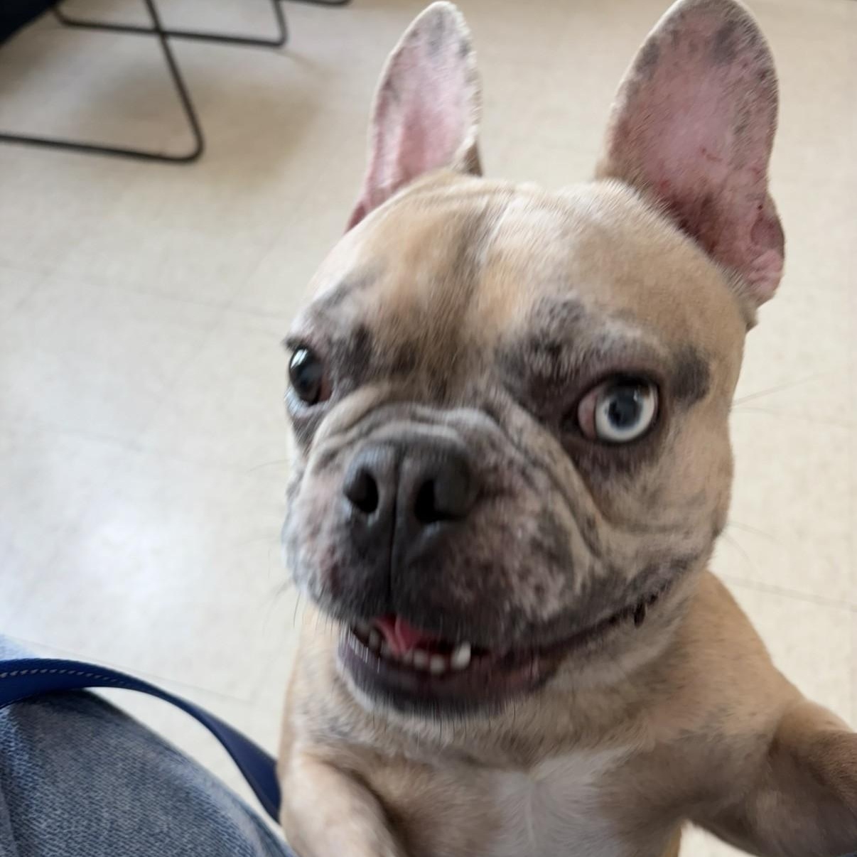 Enlarge Mitch, a ADOPTABLE French Bulldog in Boca Raton, FL image 3/5