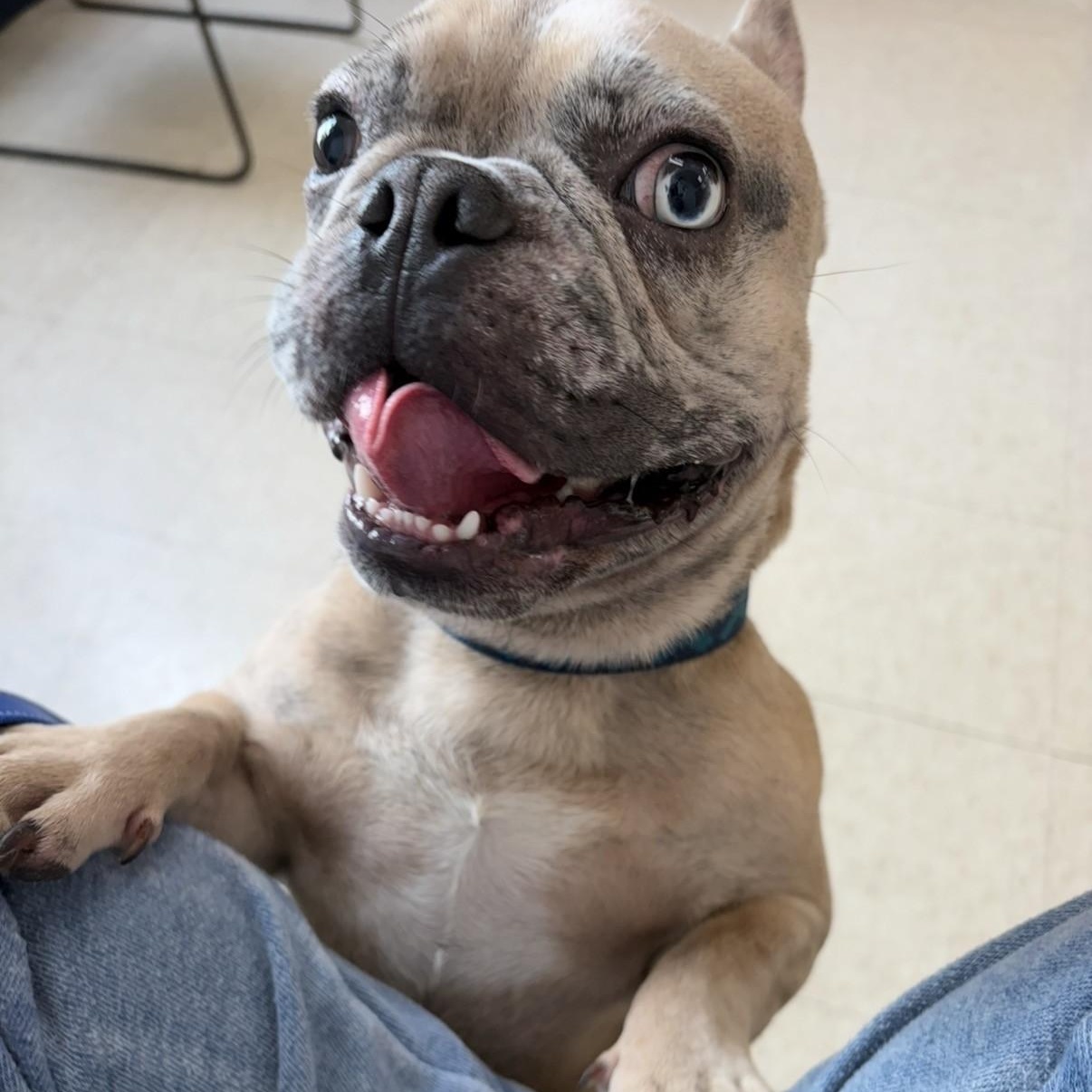 Enlarge Mitch, a ADOPTABLE French Bulldog in Boca Raton, FL image 2/5