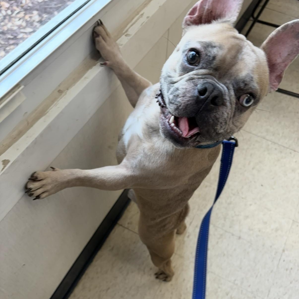 Enlarge Mitch, a ADOPTABLE French Bulldog in Boca Raton, FL image 1/5