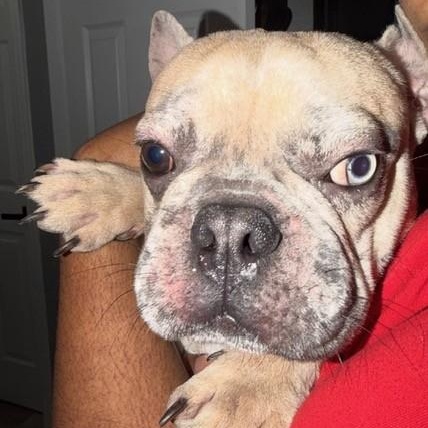 Enlarge Mitch, a ADOPTABLE French Bulldog in Boca Raton, FL image 5/5