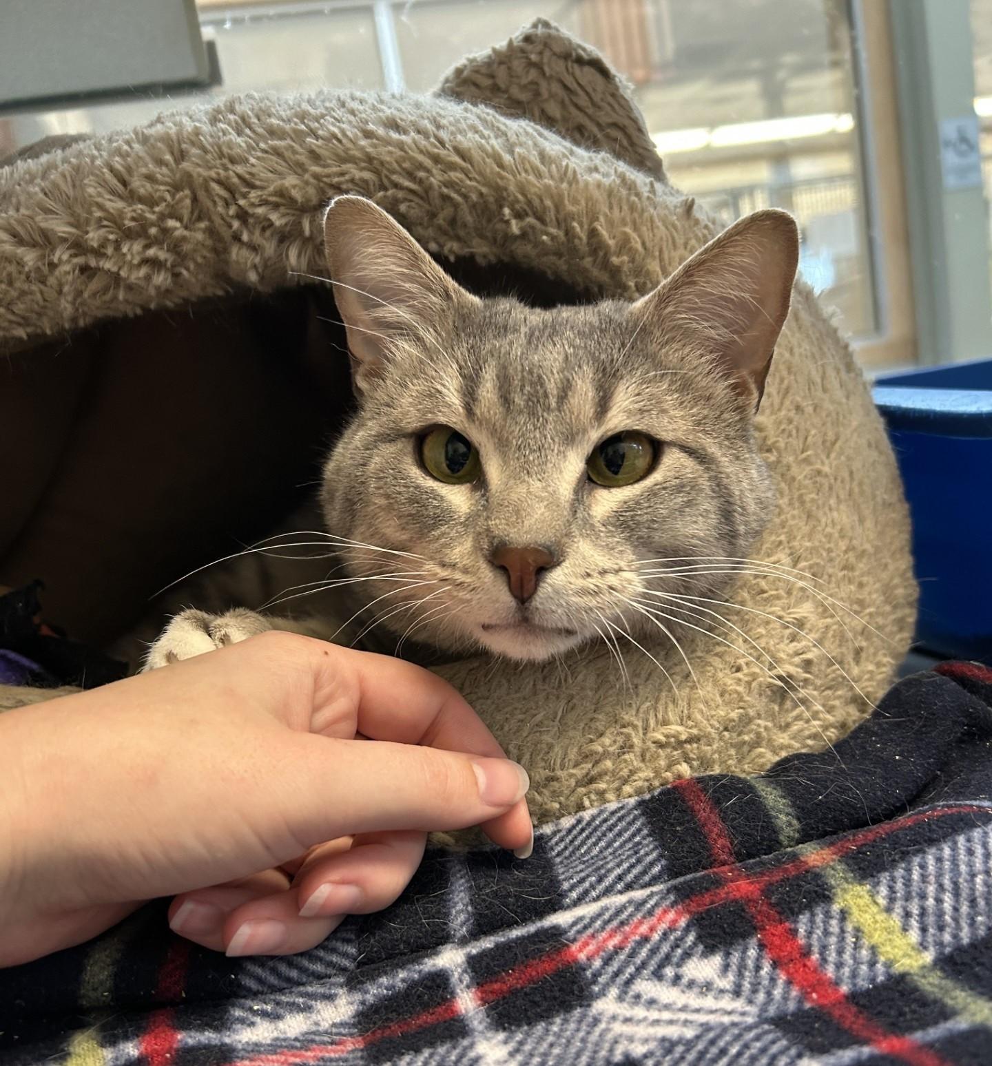 Hagrid, Adoptable, Adult Male Domestic Short Hair.