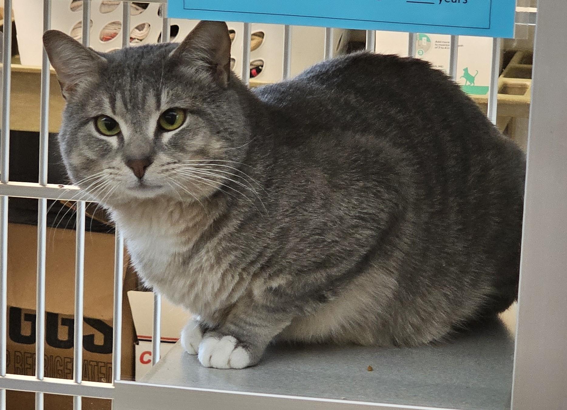 Hagrid, a Adoptable mixed breed in Cedar Rapids, IA image 4/4