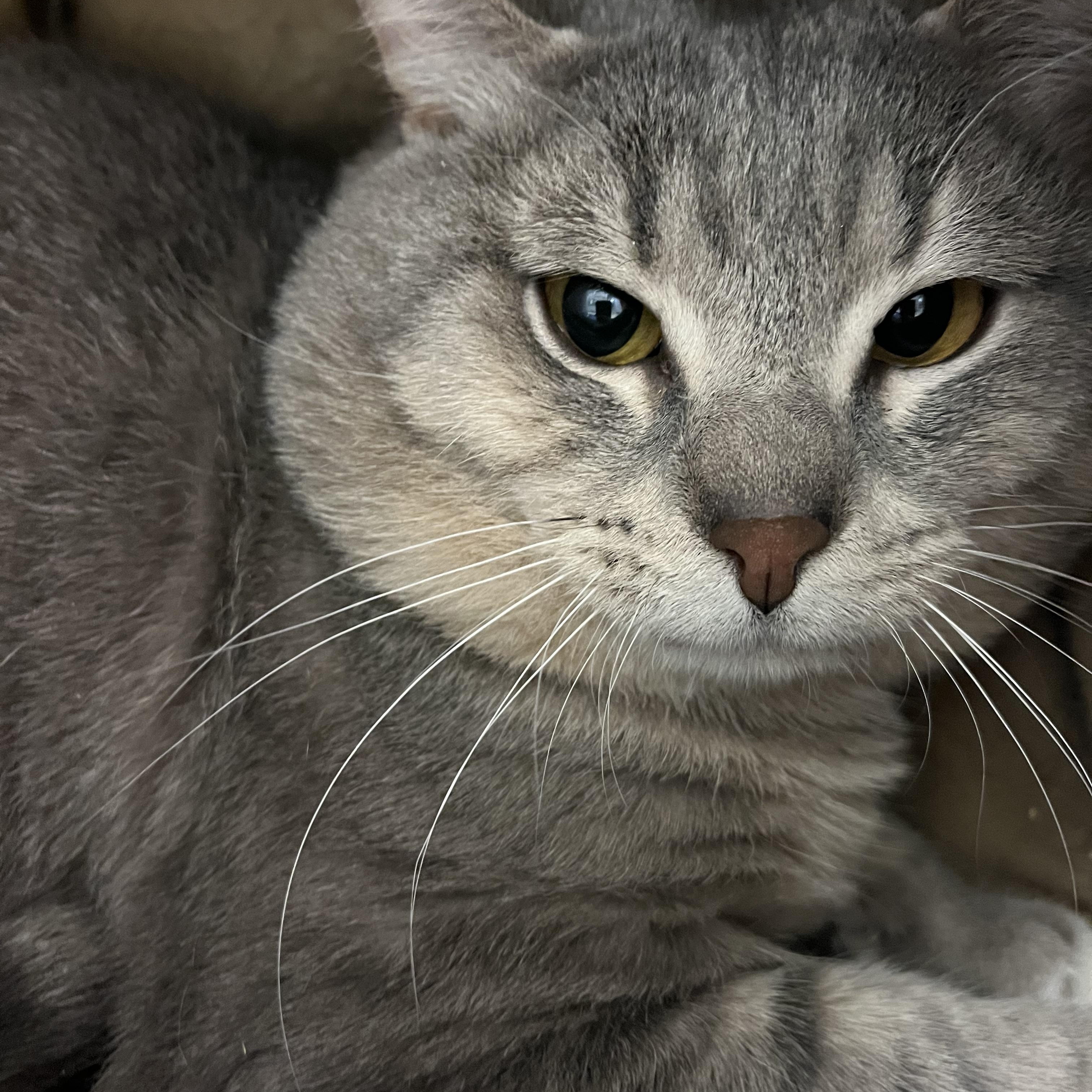 Hagrid, a Adoptable mixed breed in Cedar Rapids, IA image 3/4