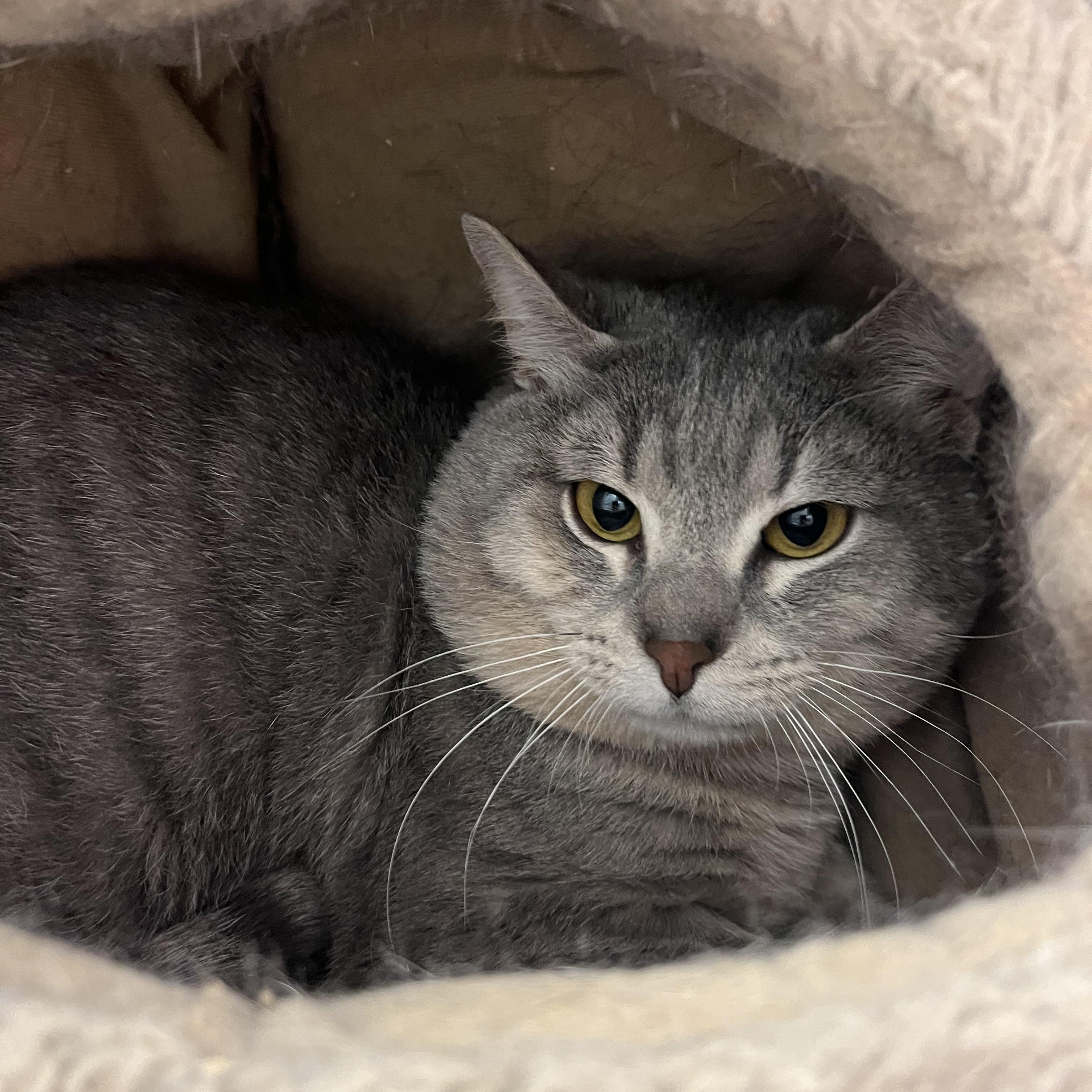 Hagrid, a Adoptable mixed breed in Cedar Rapids, IA image 2/4