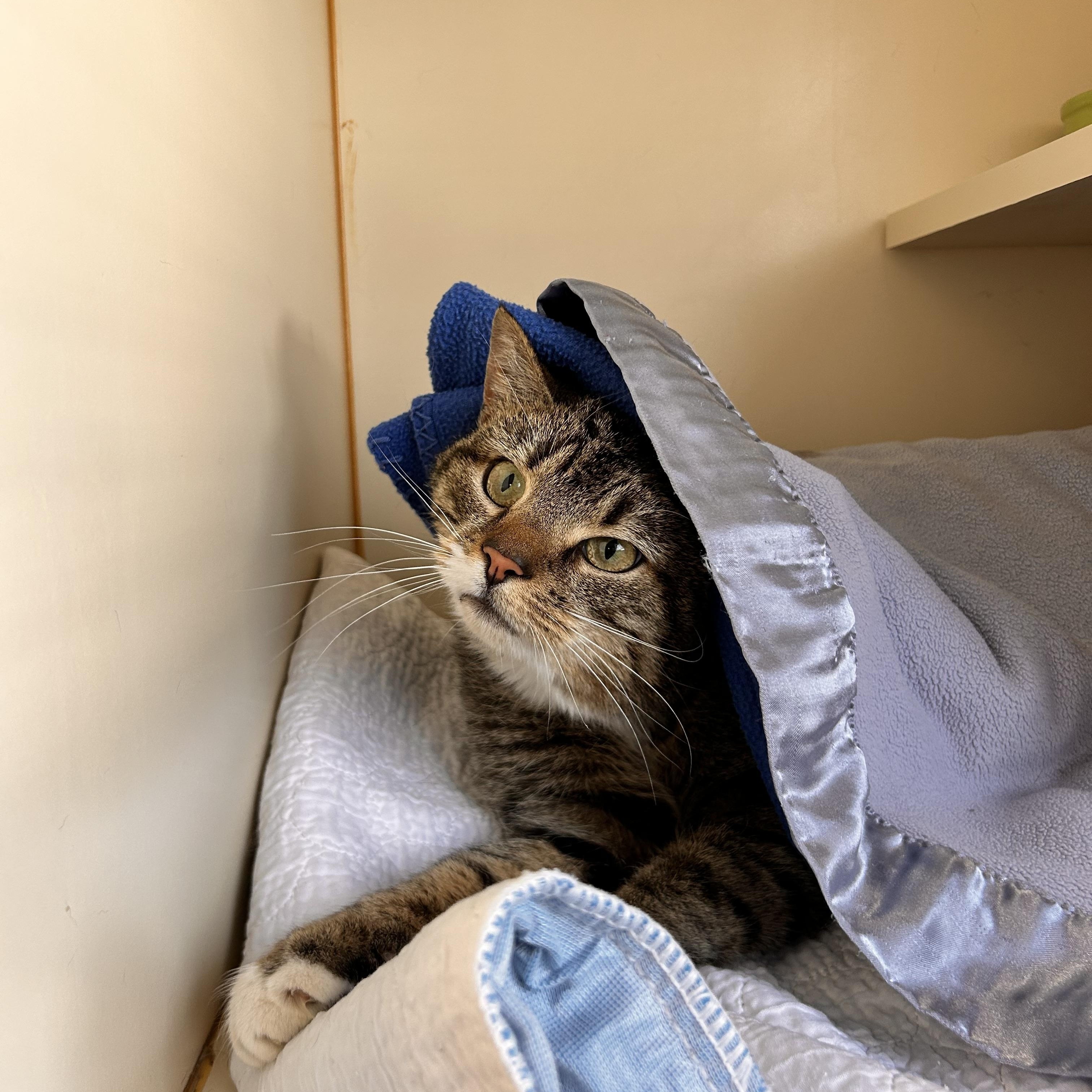 Enlarge Willow, a ADOPTABLE Domestic Short Hair in Myerstown, PA image 3/3