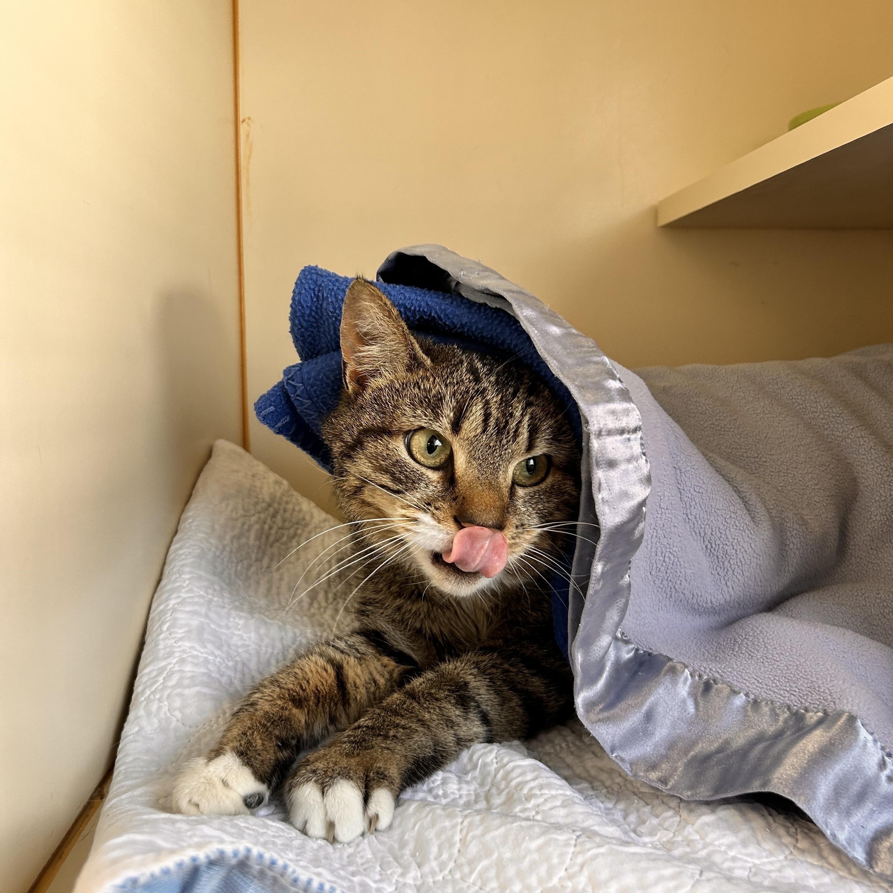 Enlarge Willow, a ADOPTABLE Domestic Short Hair in Myerstown, PA image 2/3