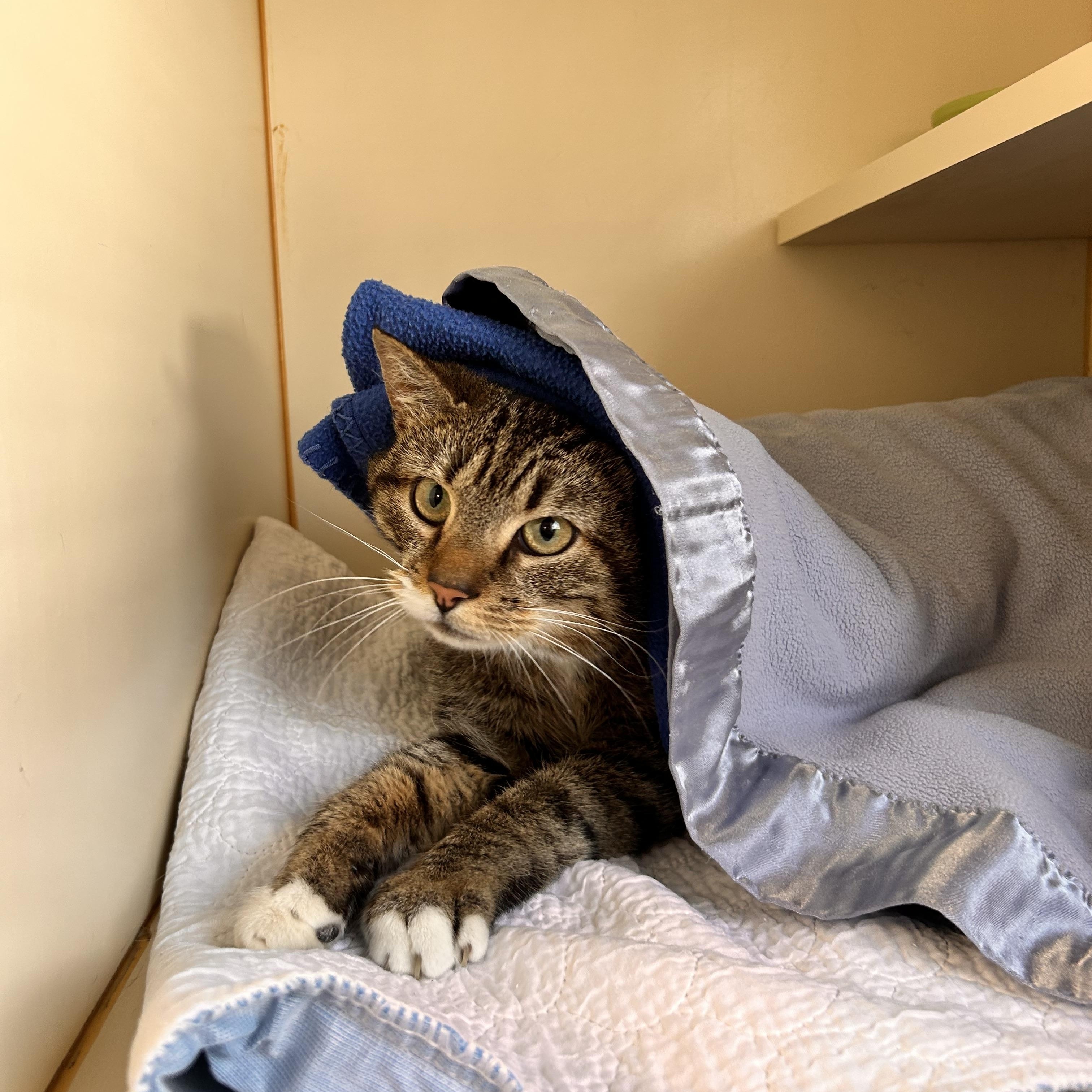 Willow, ADOPTABLE, Young Female Domestic Short Hair.