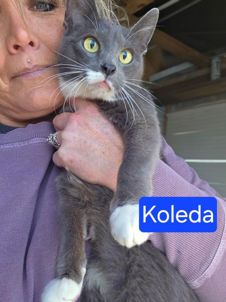 Koleda, Adoptable, Adult Female Domestic Short Hair.