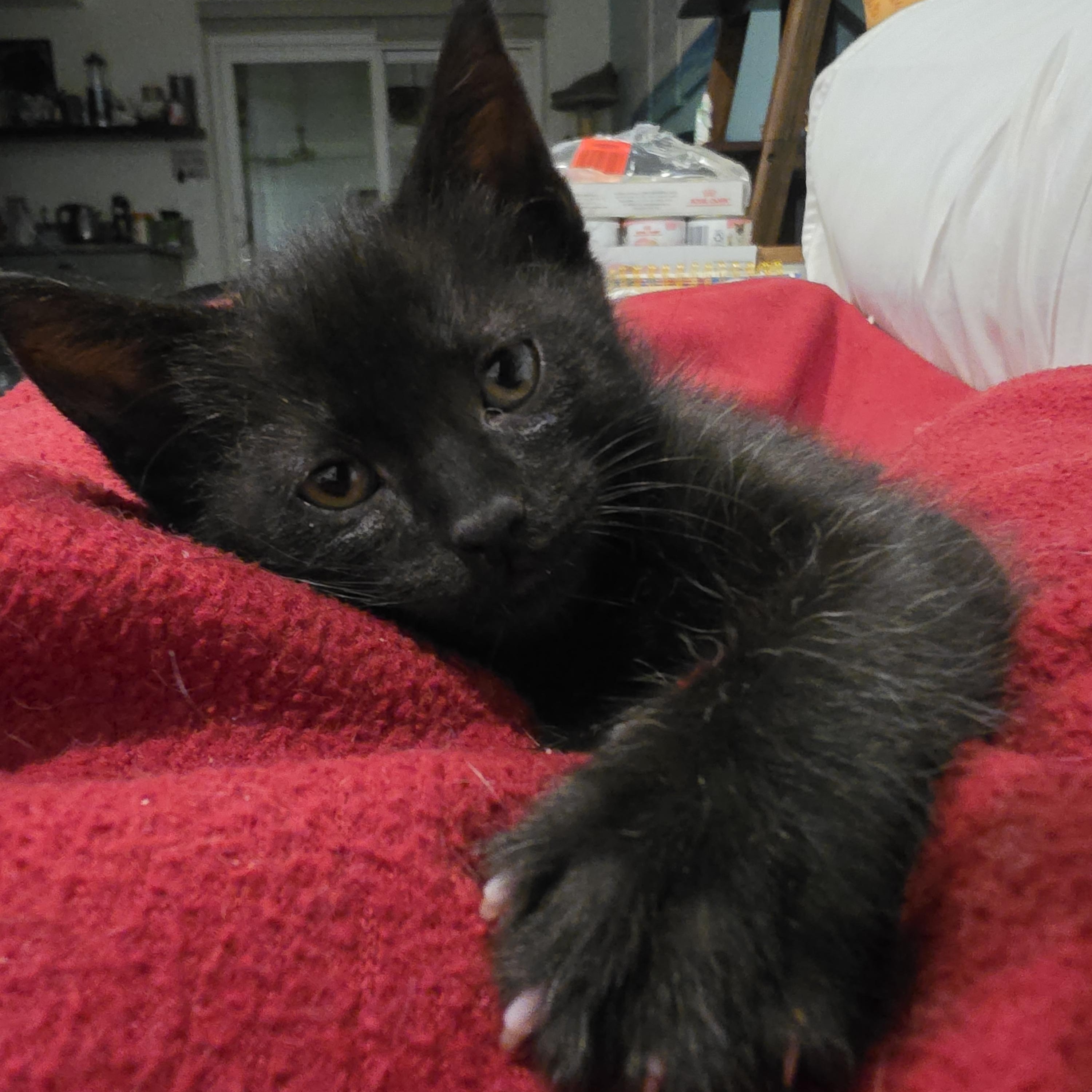George, ADOPTABLE, Kitten Male Domestic Short Hair.