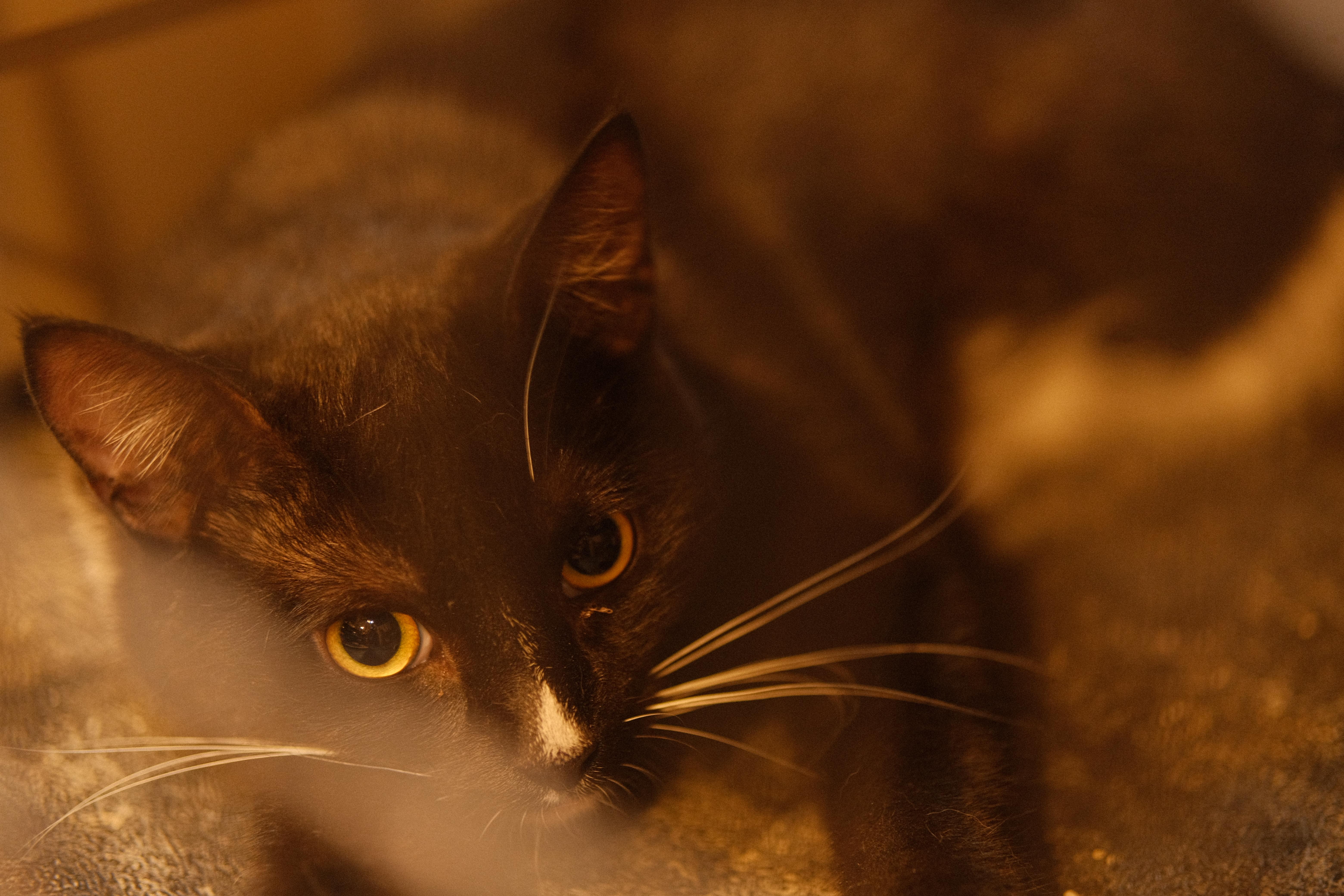 Ming, Adoptable, Young Male American Shorthair & Tuxedo.