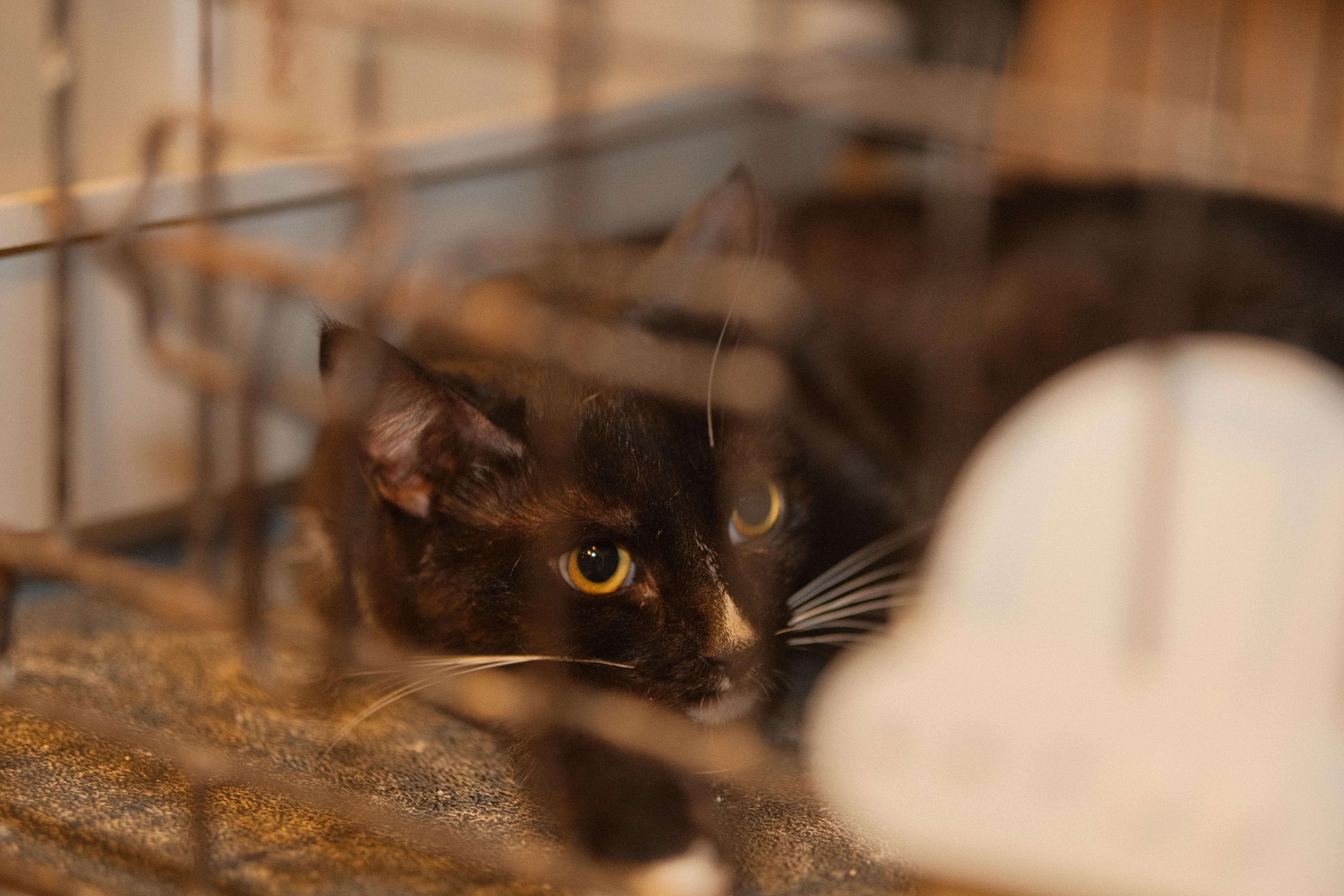 Enlarge Ming, a Adoptable mixed breed in Flushing, NY image 2/6