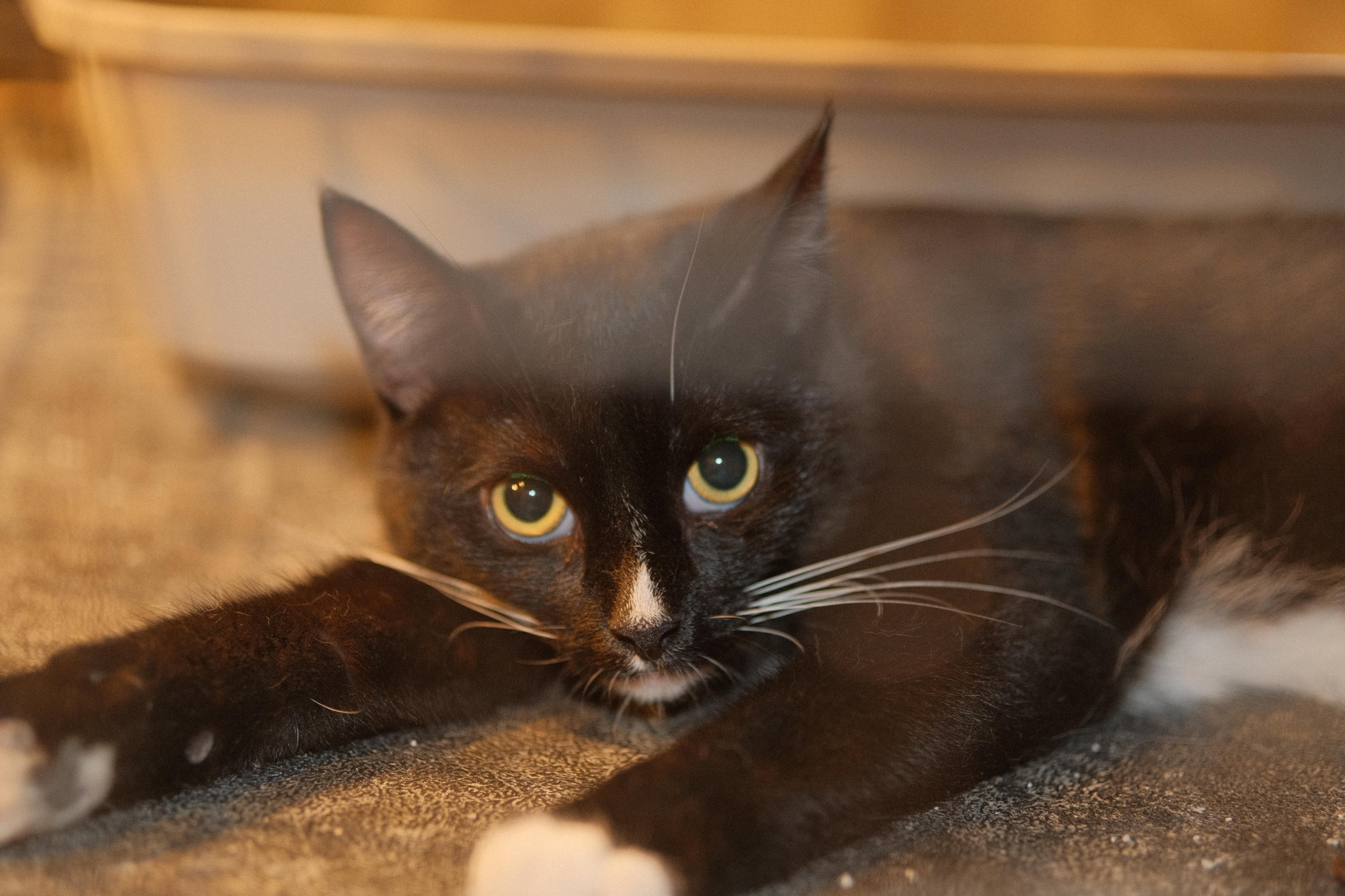 Enlarge Ming, a Adoptable mixed breed in Flushing, NY image 5/6