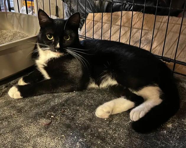 Enlarge Ming, a Adoptable mixed breed in Flushing, NY image 4/6