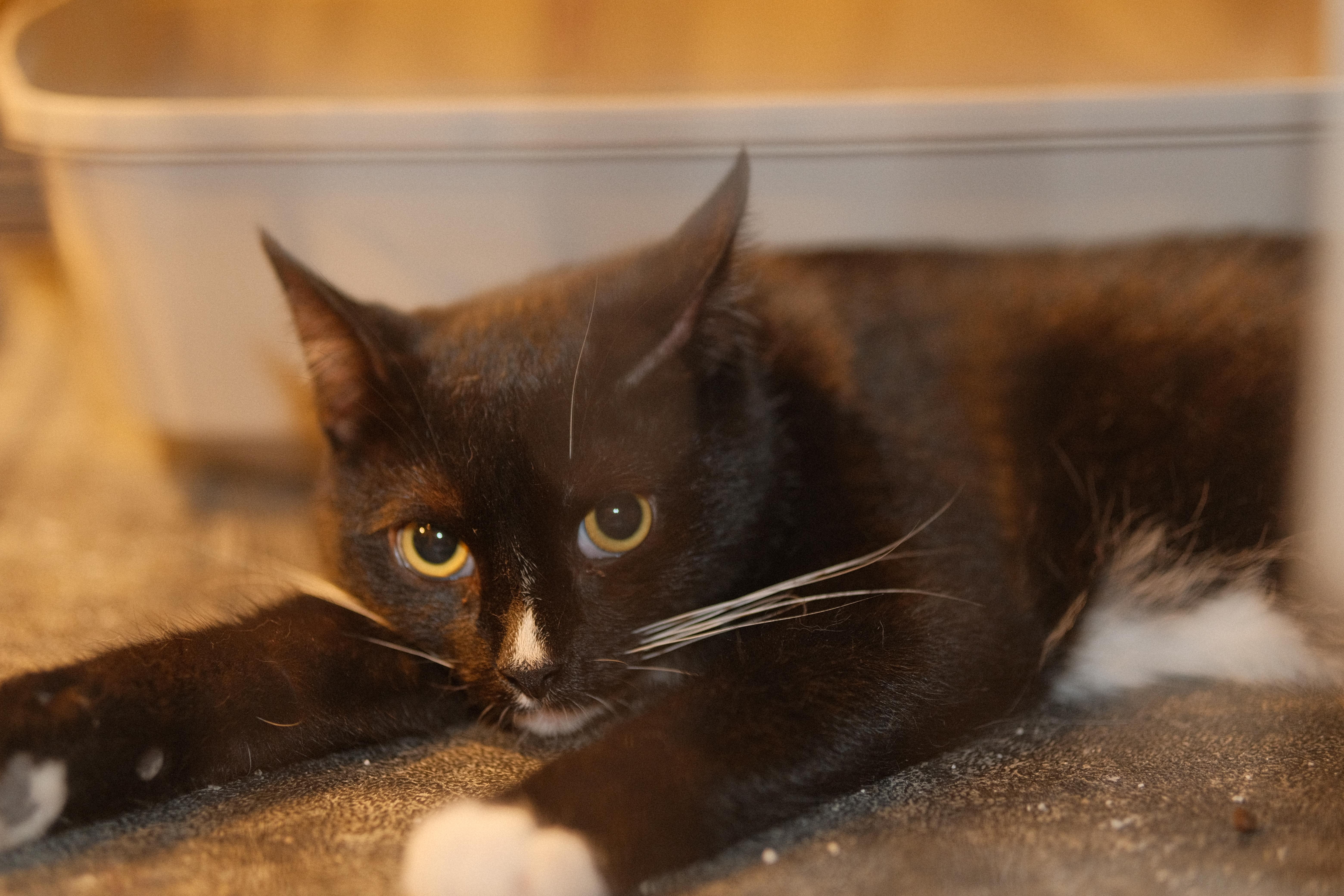 Enlarge Ming, a Adoptable mixed breed in Flushing, NY image 6/6