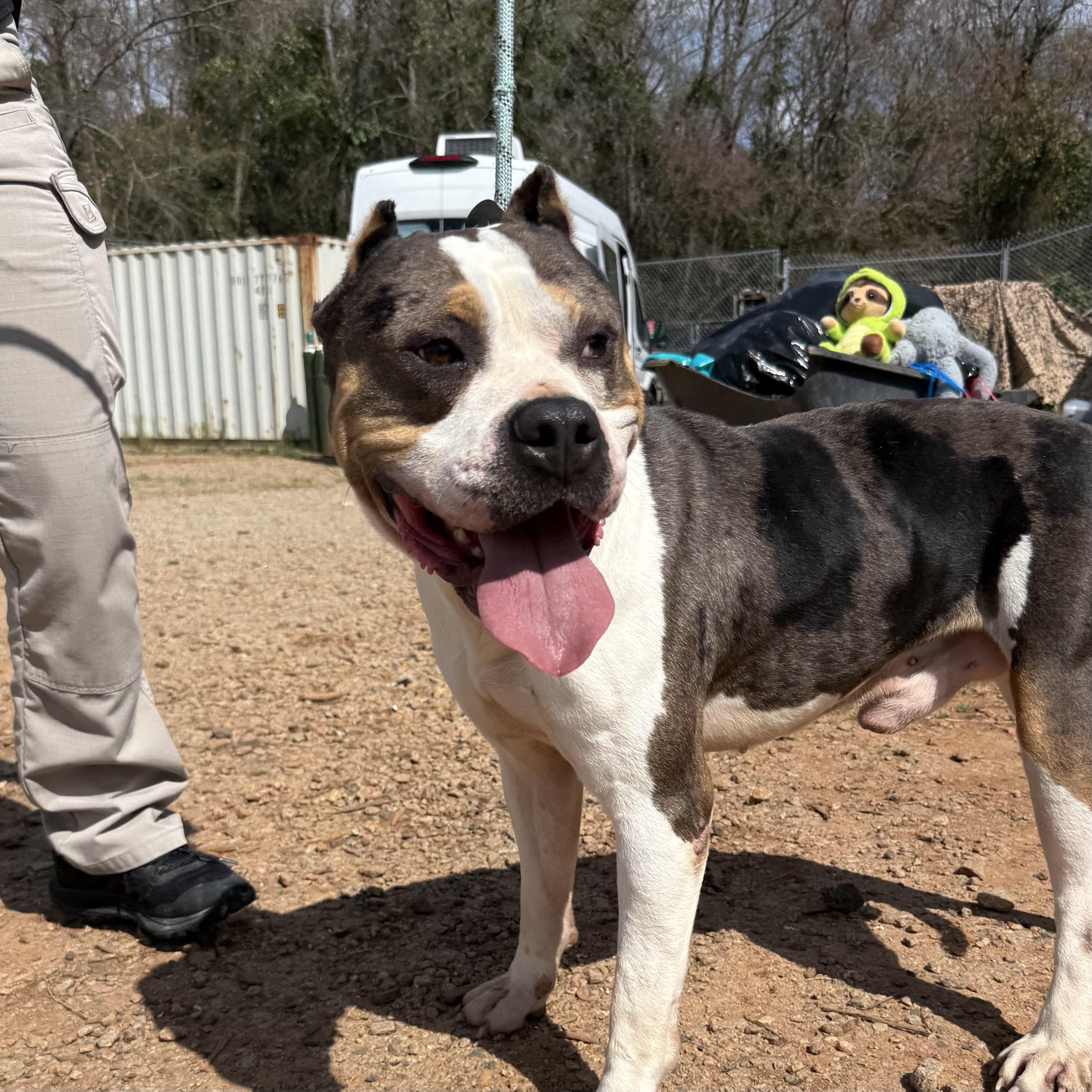 Moose — thumbnail 4