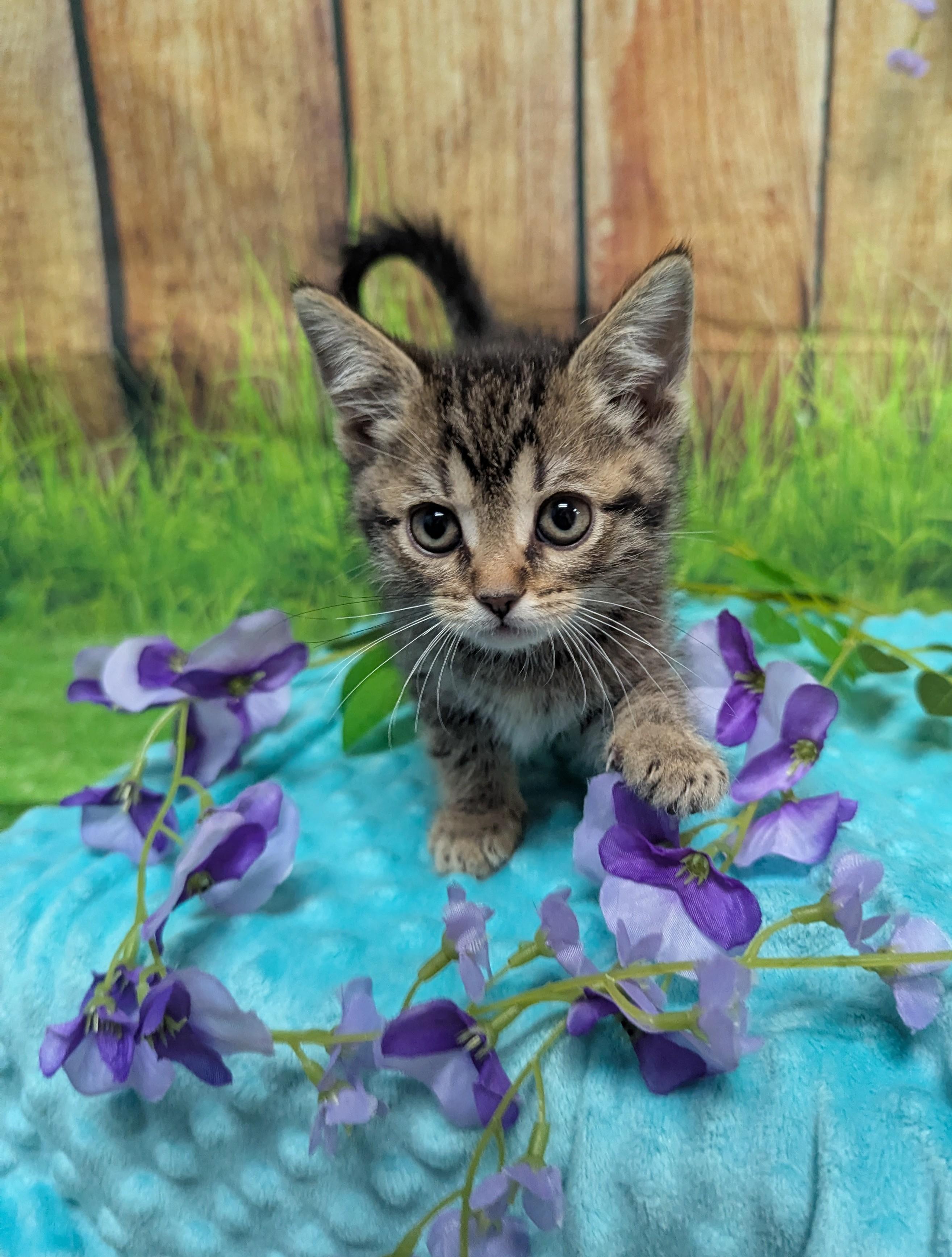 Natalie Decker, an adopted Domestic Short Hair in Oconto, WI image 1/4