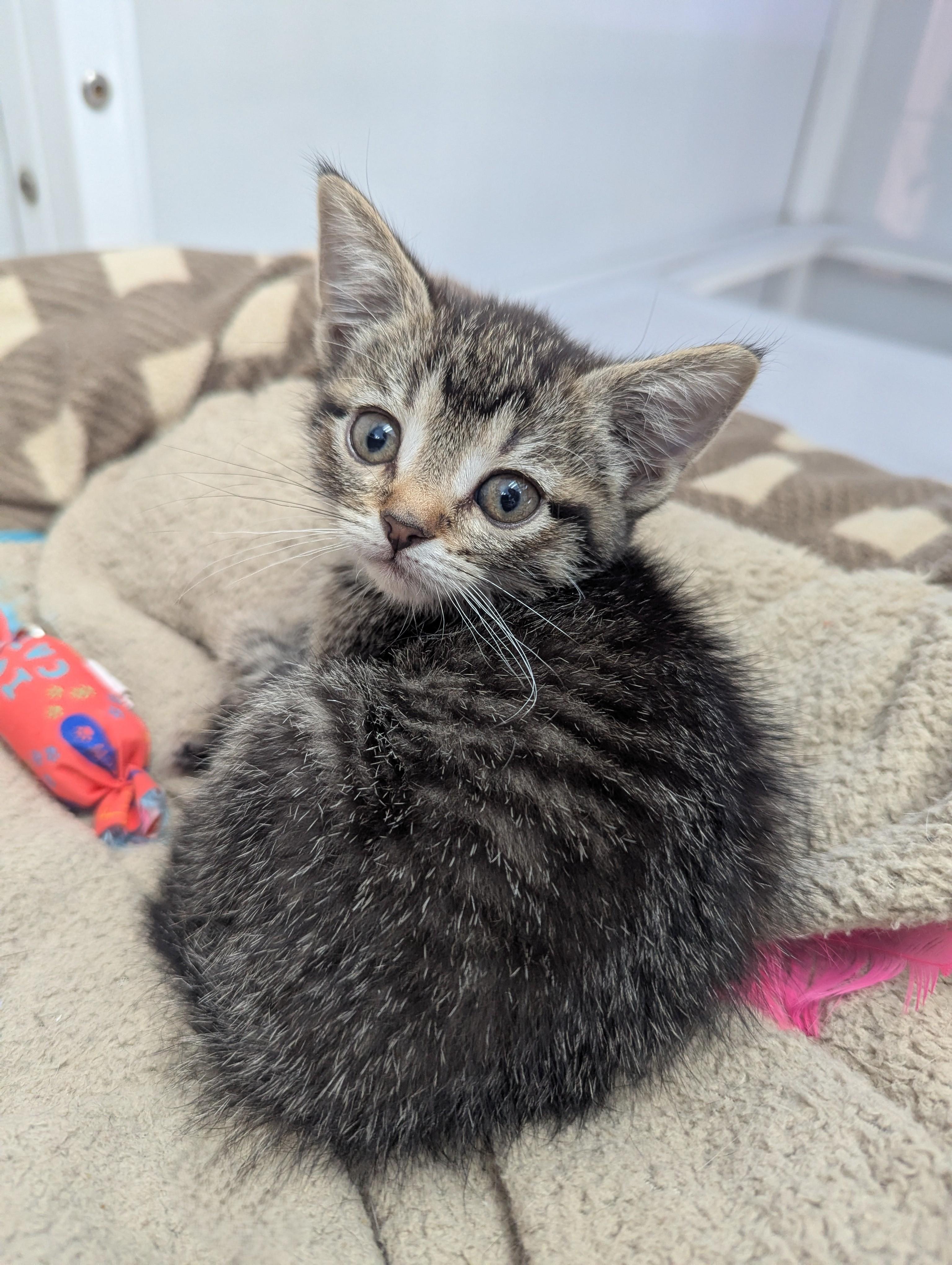 Natalie Decker, an adopted Domestic Short Hair in Oconto, WI image 2/4