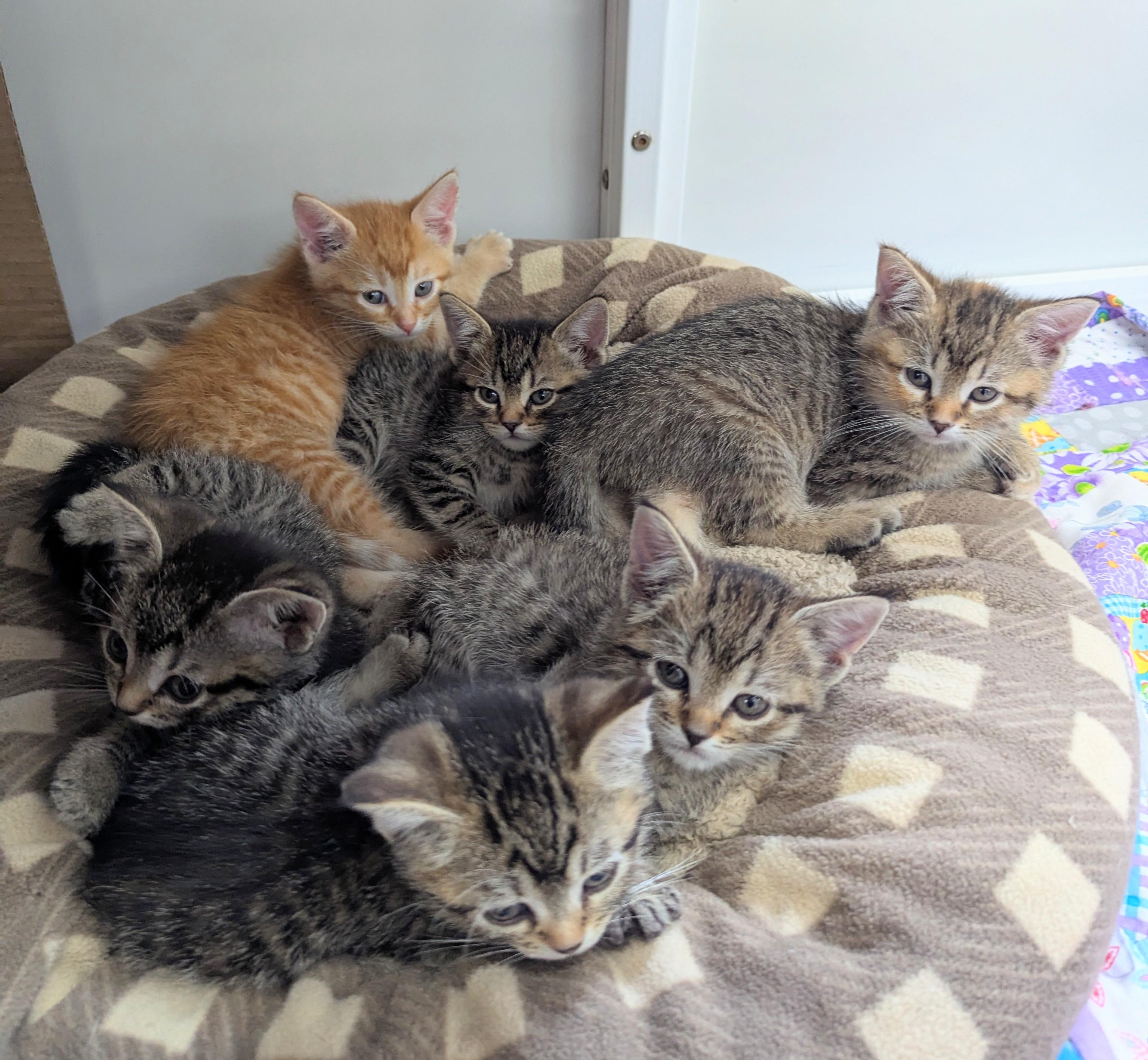 Natalie Decker, an adopted Domestic Short Hair in Oconto, WI image 3/4