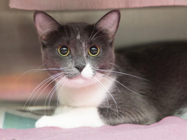 Enlarge MOON, a Adoptable Domestic Short Hair in Phoenix, AZ image 1/1