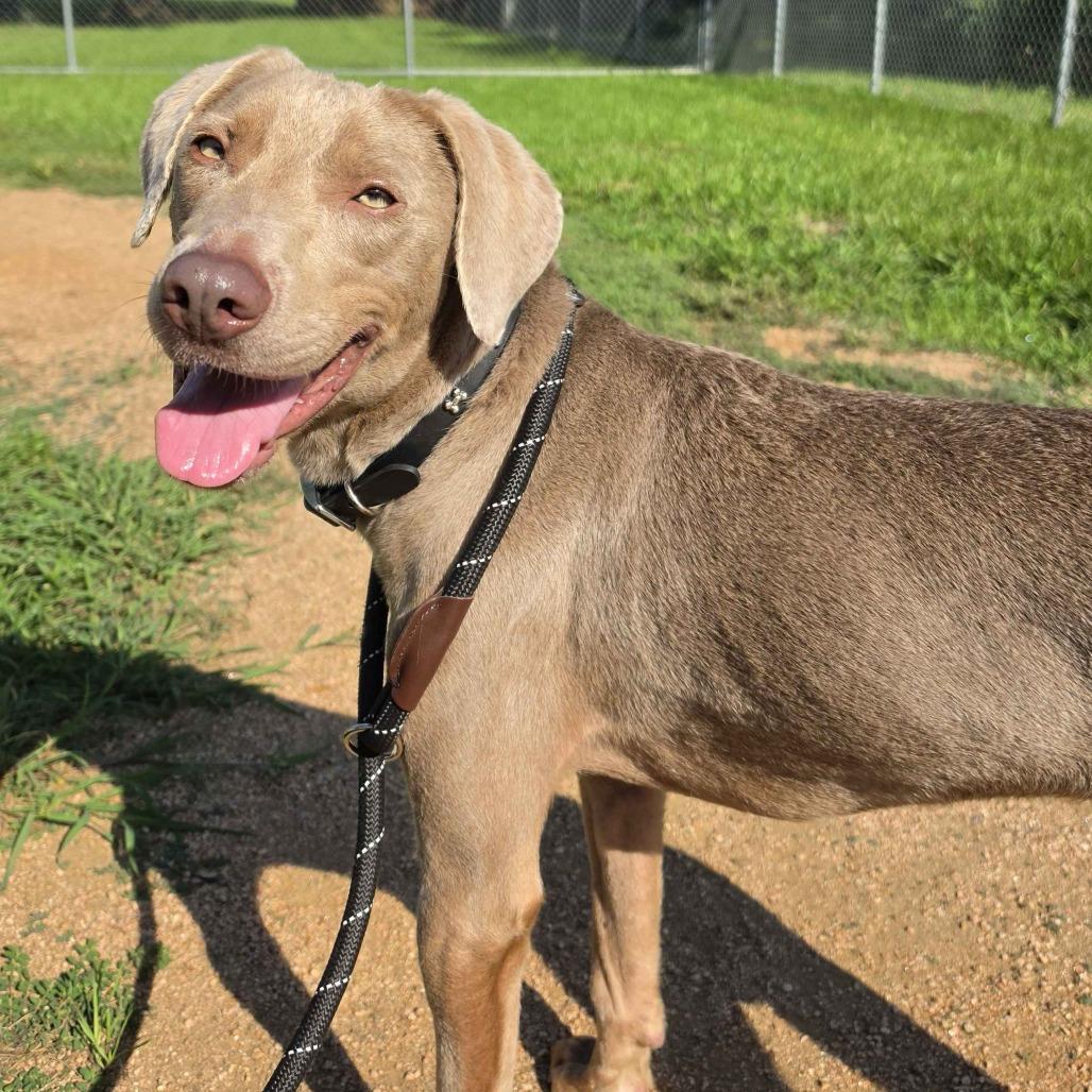 Enlarge Muffin Man, a Adoptable mixed breed in Beaumont, TX image 1/5