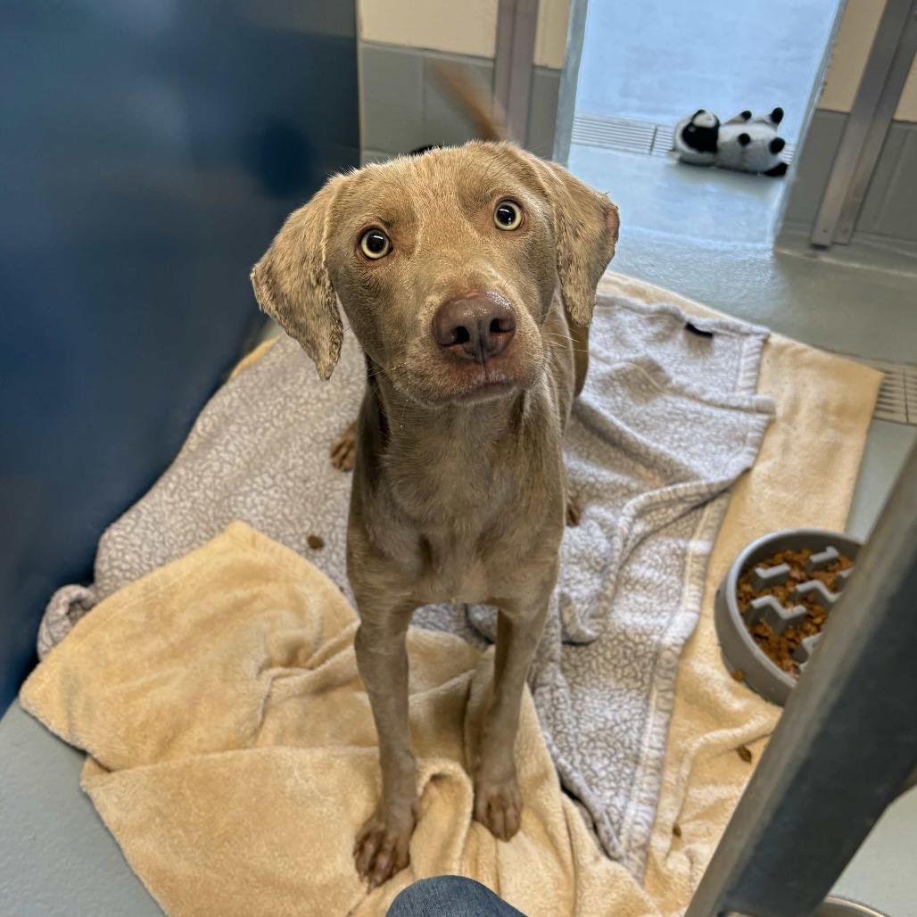 Enlarge Muffin Man, a Adoptable mixed breed in Beaumont, TX image 2/5