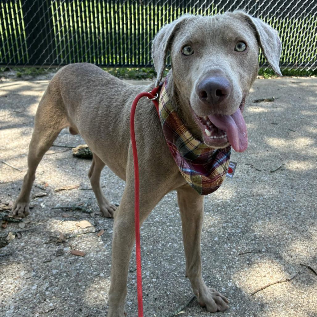 Enlarge Muffin Man, a Adoptable mixed breed in Beaumont, TX image 3/5