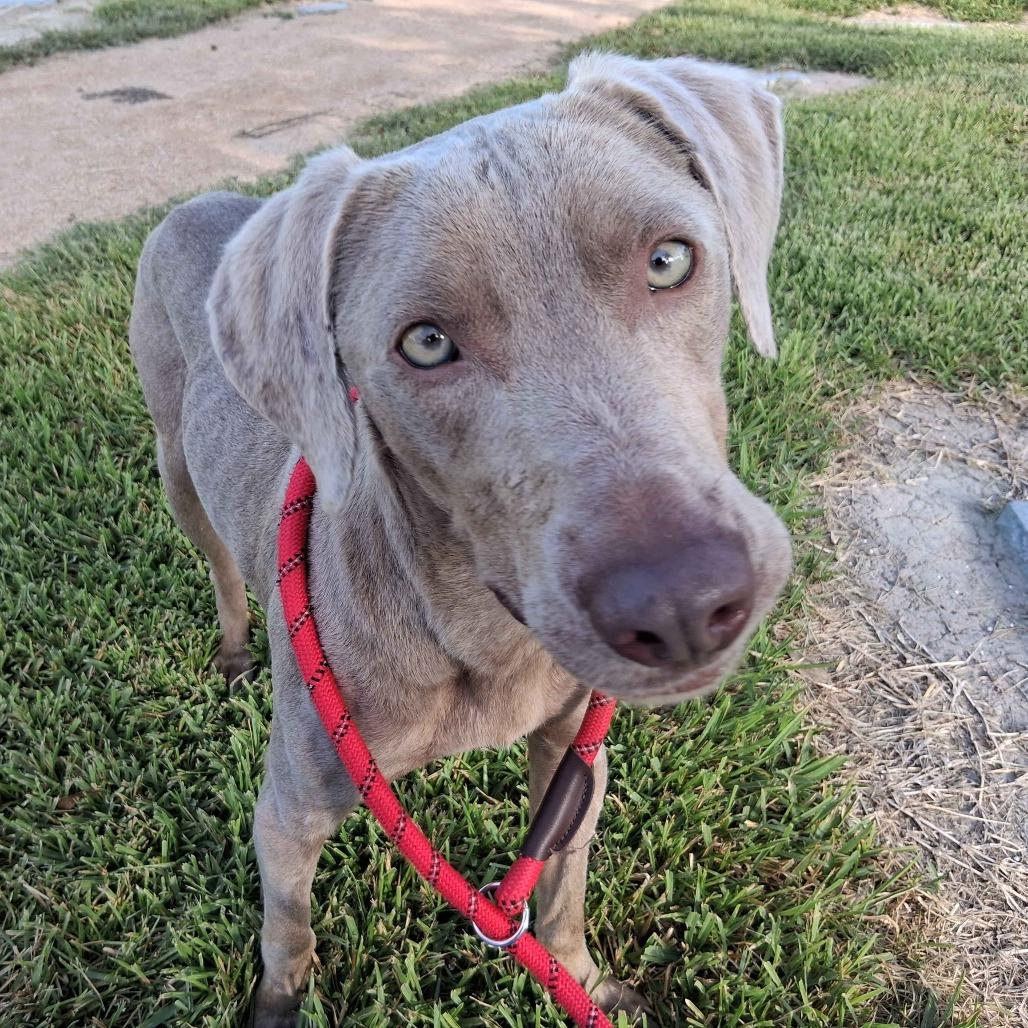 Enlarge Muffin Man, a Adoptable mixed breed in Beaumont, TX image 4/5