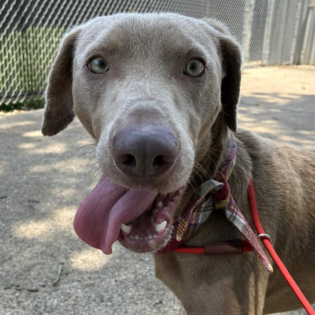 Enlarge Muffin Man, a Adoptable mixed breed in Beaumont, TX image 5/5