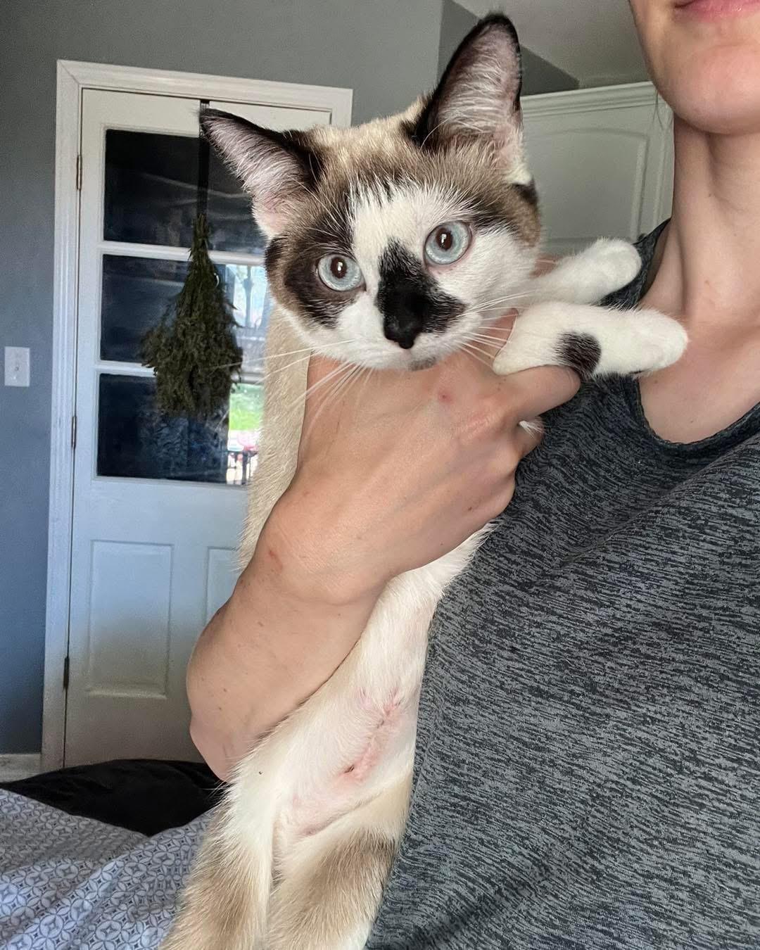 Enlarge Zuri, a Adoptable mixed breed in Richmond, KY image 2/3