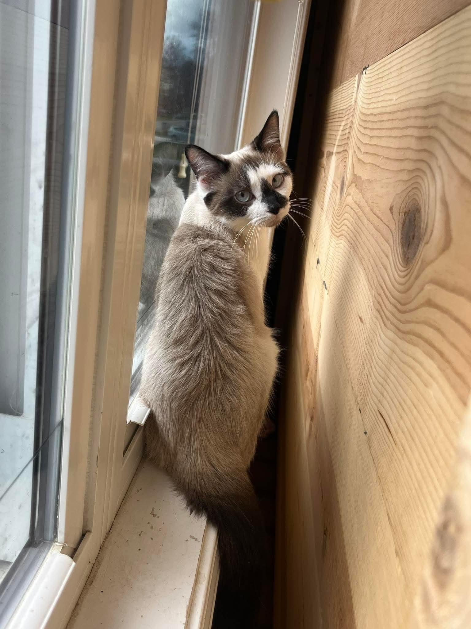 Enlarge Zuri, a Adoptable mixed breed in Richmond, KY image 3/3