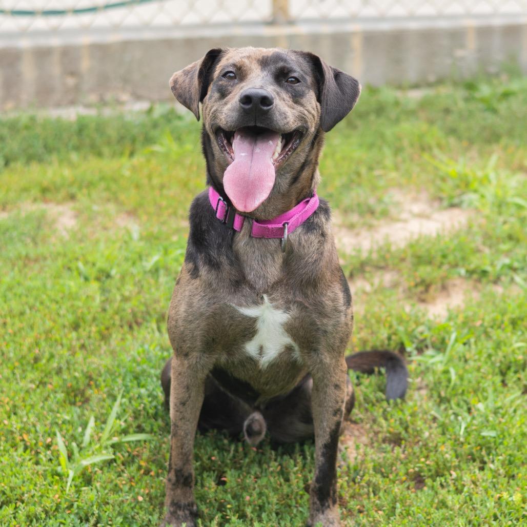 Enlarge Clate, a Adoptable mixed breed in Newark, DE image 1/6