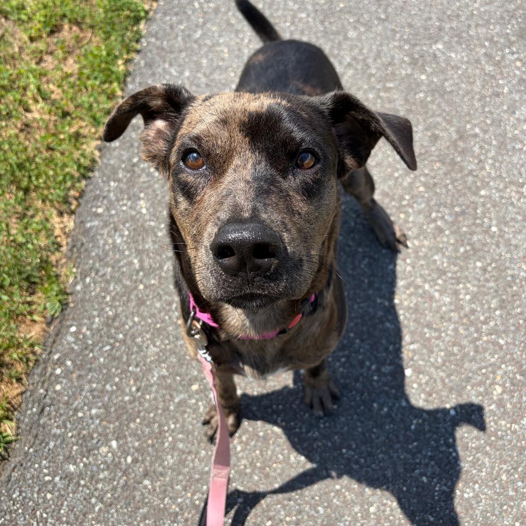 Enlarge Clate, a Adoptable mixed breed in Newark, DE image 2/6