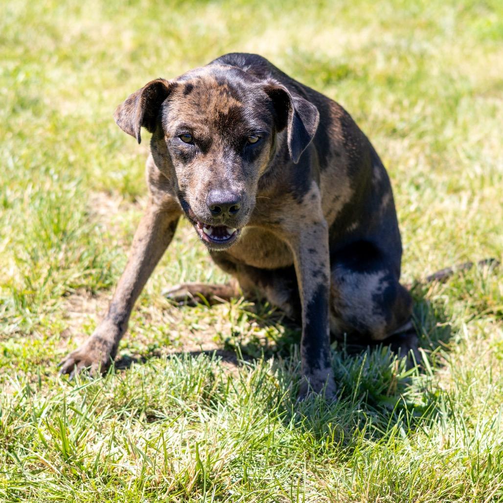 Enlarge Clate, a Adoptable mixed breed in Newark, DE image 3/6