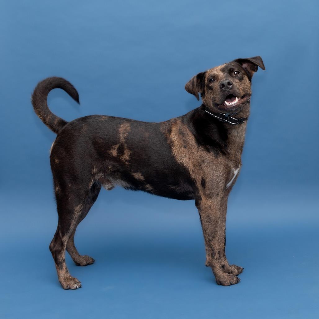 Enlarge Clate, a Adoptable mixed breed in Newark, DE image 4/6