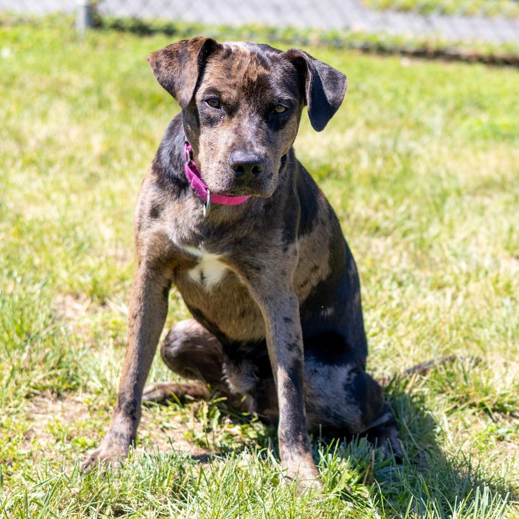 Enlarge Clate, a Adoptable mixed breed in Newark, DE image 5/6