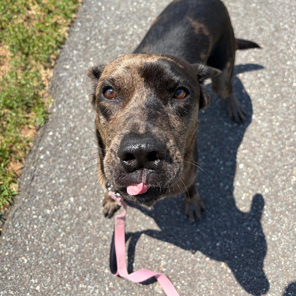 Enlarge Clate, a Adoptable mixed breed in Newark, DE image 6/6