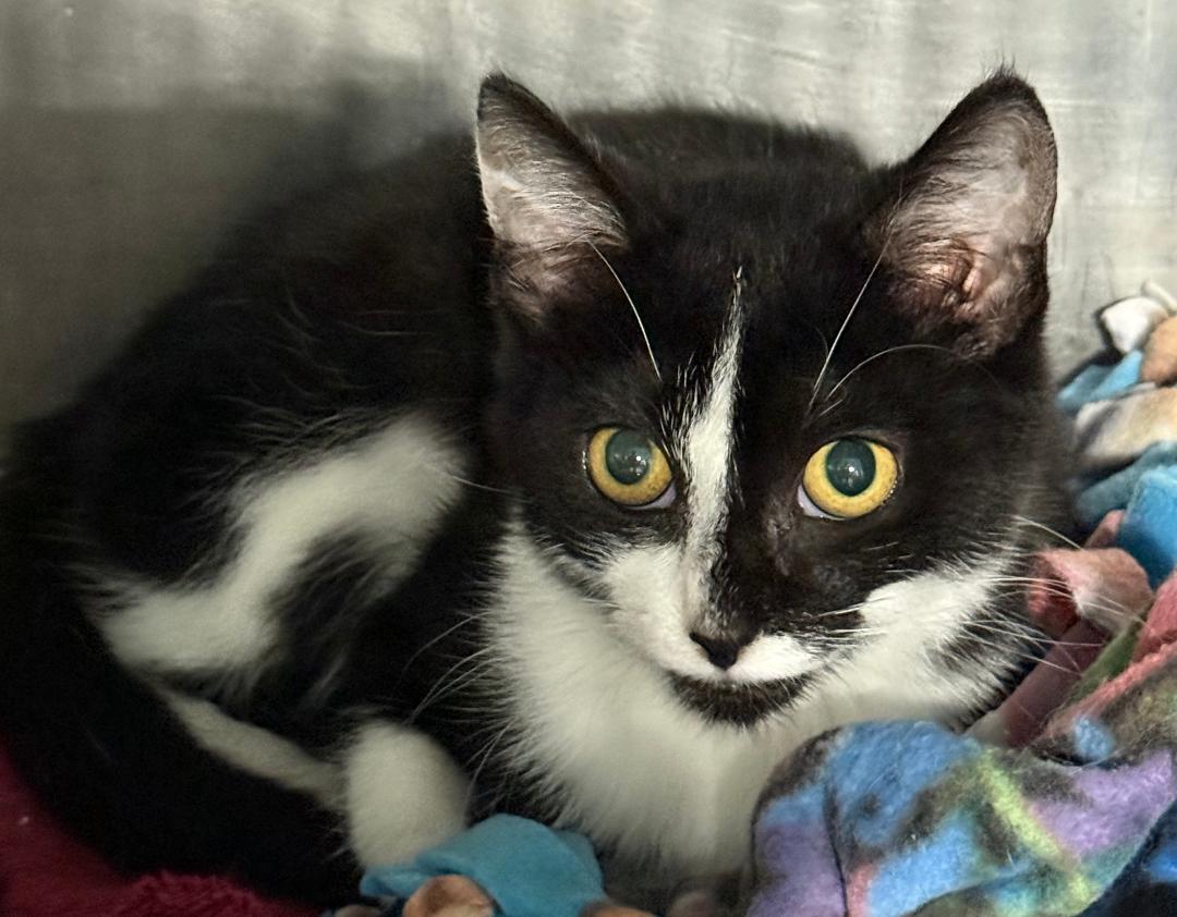 Enlarge MOCHA, a Adoptable Domestic Short Hair in Gresham, WI image 1/1