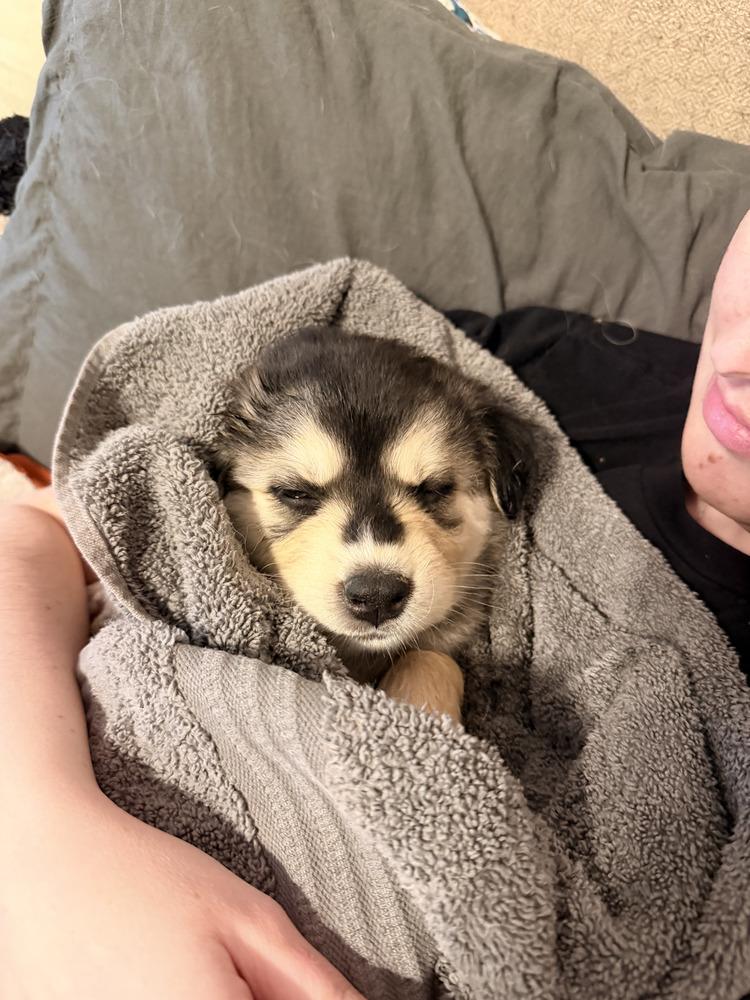 Enlarge Terry, a Adoptable mixed breed in Cortez, CO image 1/6