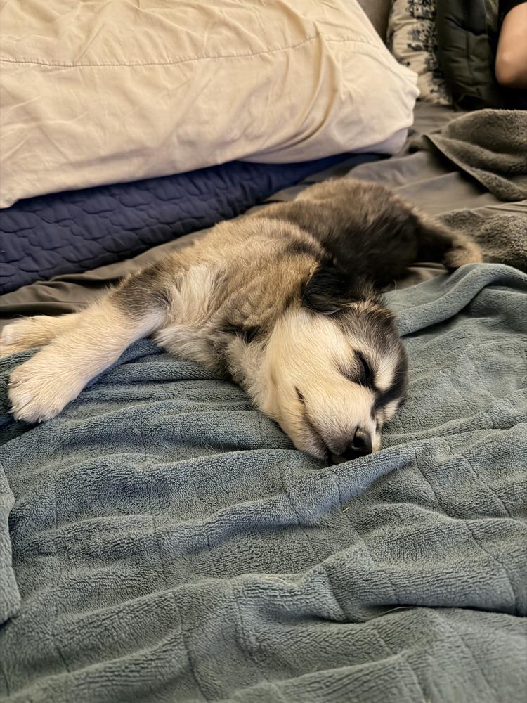 Enlarge Terry, a Adoptable mixed breed in Cortez, CO image 3/6