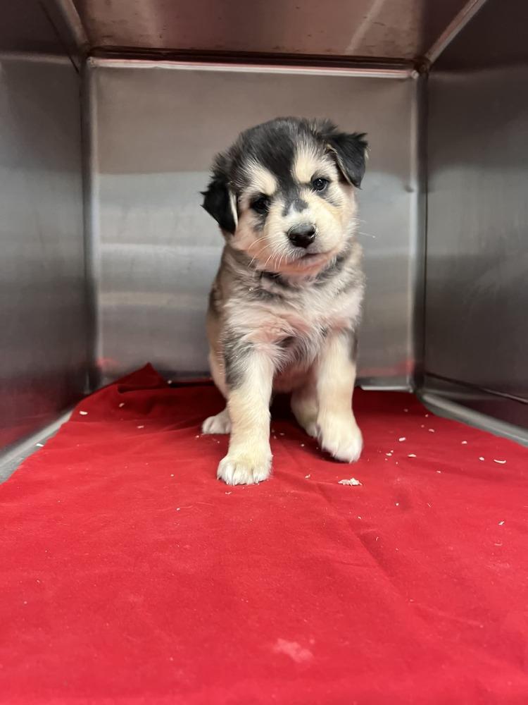 Enlarge Terry, a Adoptable mixed breed in Cortez, CO image 4/6