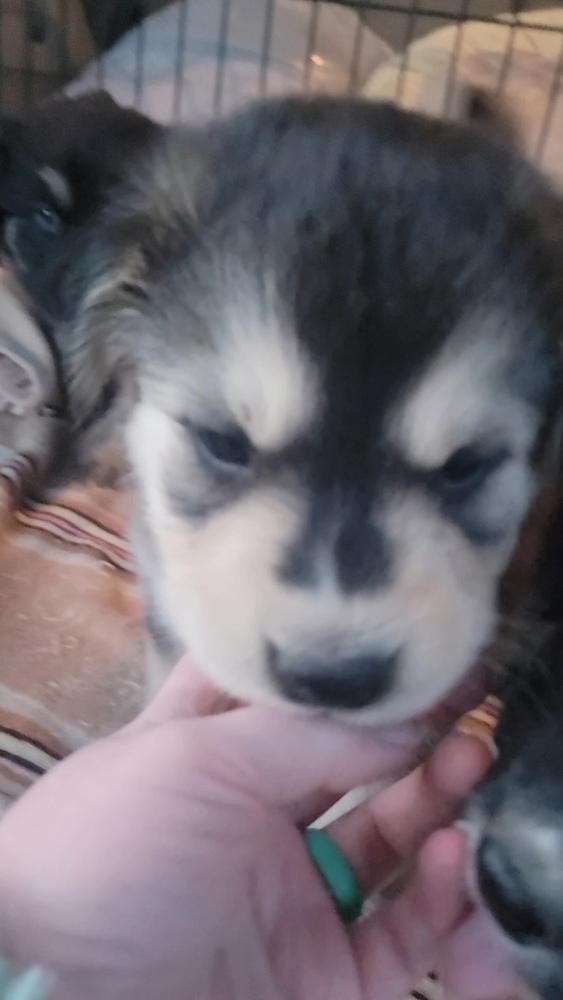 Enlarge Terry, a Adoptable mixed breed in Cortez, CO image 5/6