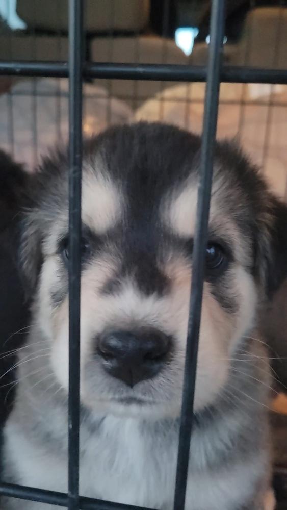 Enlarge Terry, a Adoptable mixed breed in Cortez, CO image 6/6