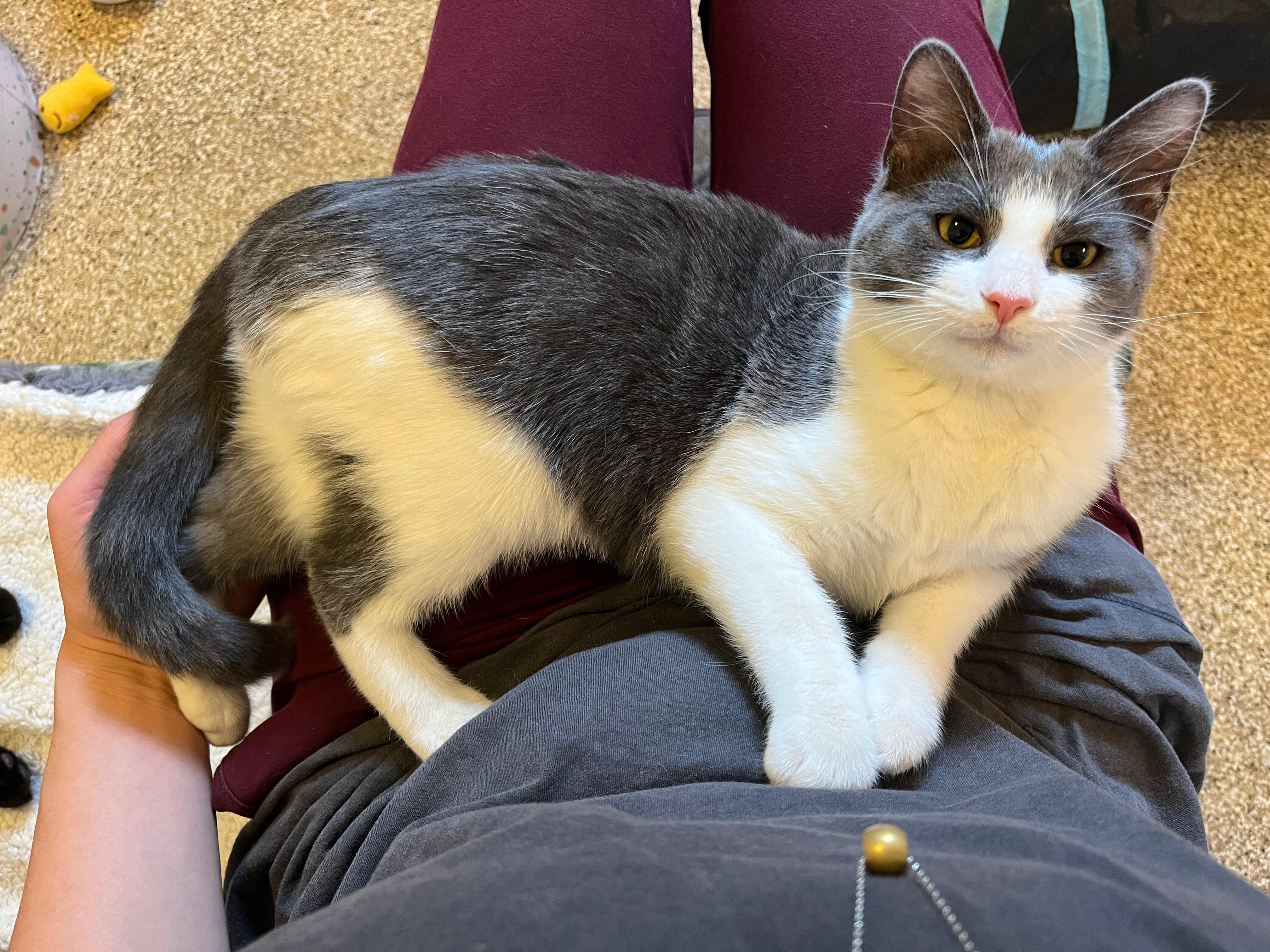 Enlarge Chloe & Jerry Mouse, a Adoptable Domestic Medium Hair in Neenah, WI image 3/3