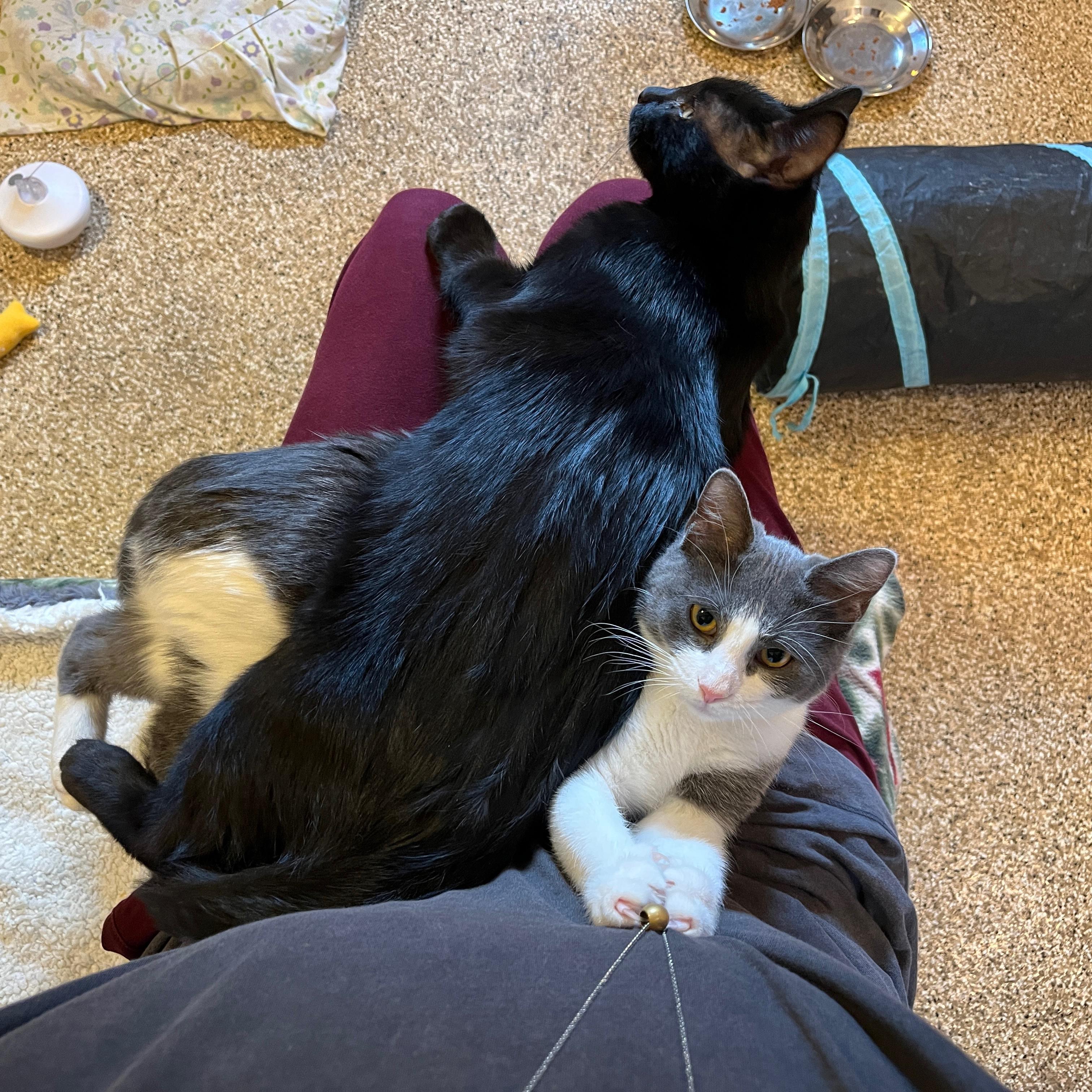 Enlarge Chloe & Jerry Mouse, a Adoptable Domestic Medium Hair in Neenah, WI image 1/3