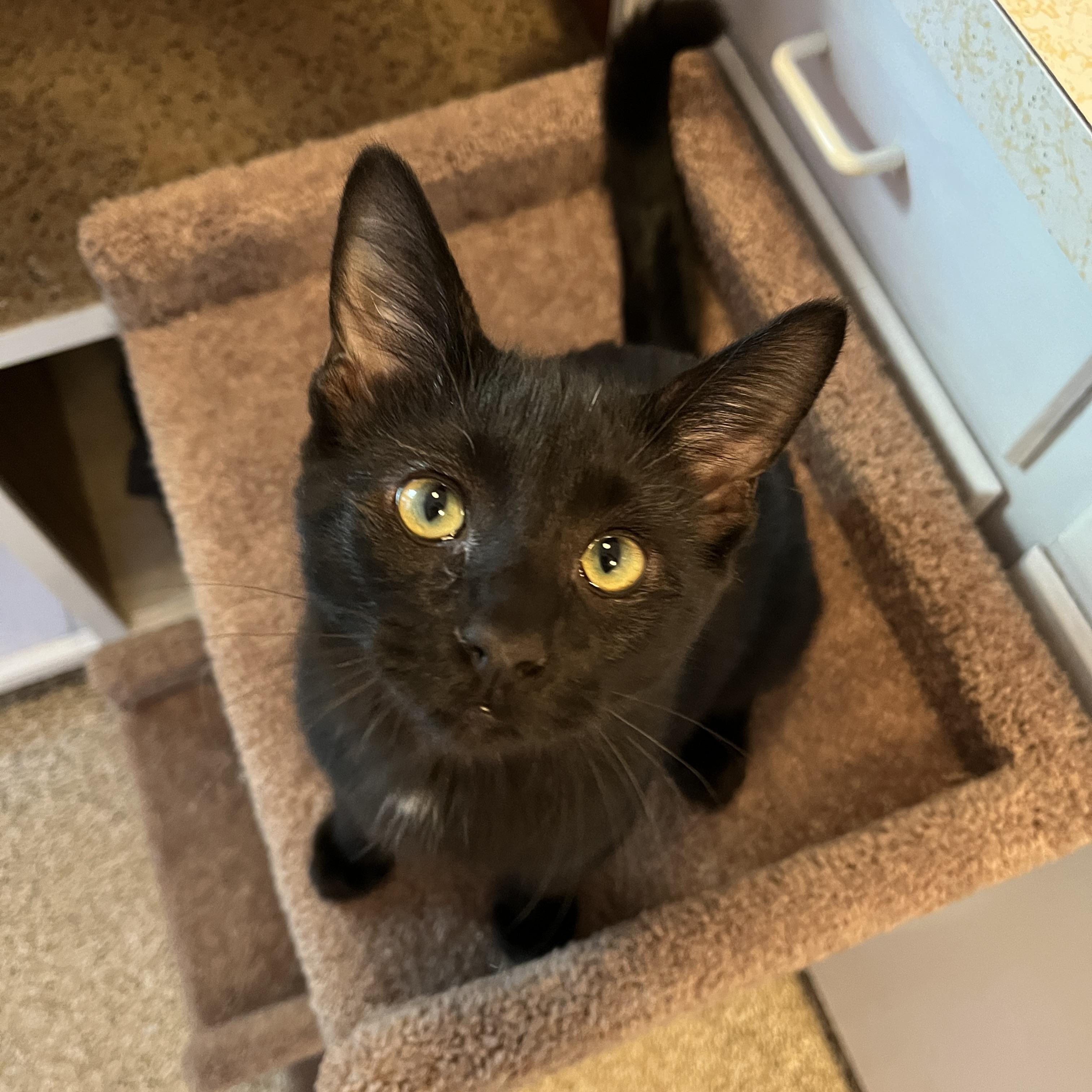 Enlarge Chloe & Jerry Mouse, a Adoptable Domestic Medium Hair in Neenah, WI image 2/3