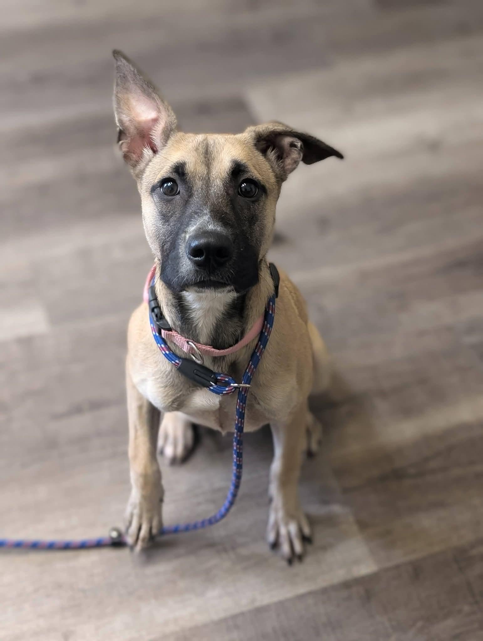 Enlarge BRIAR 425, a Adoptable mixed breed in Milwaukee, WI image 4/5