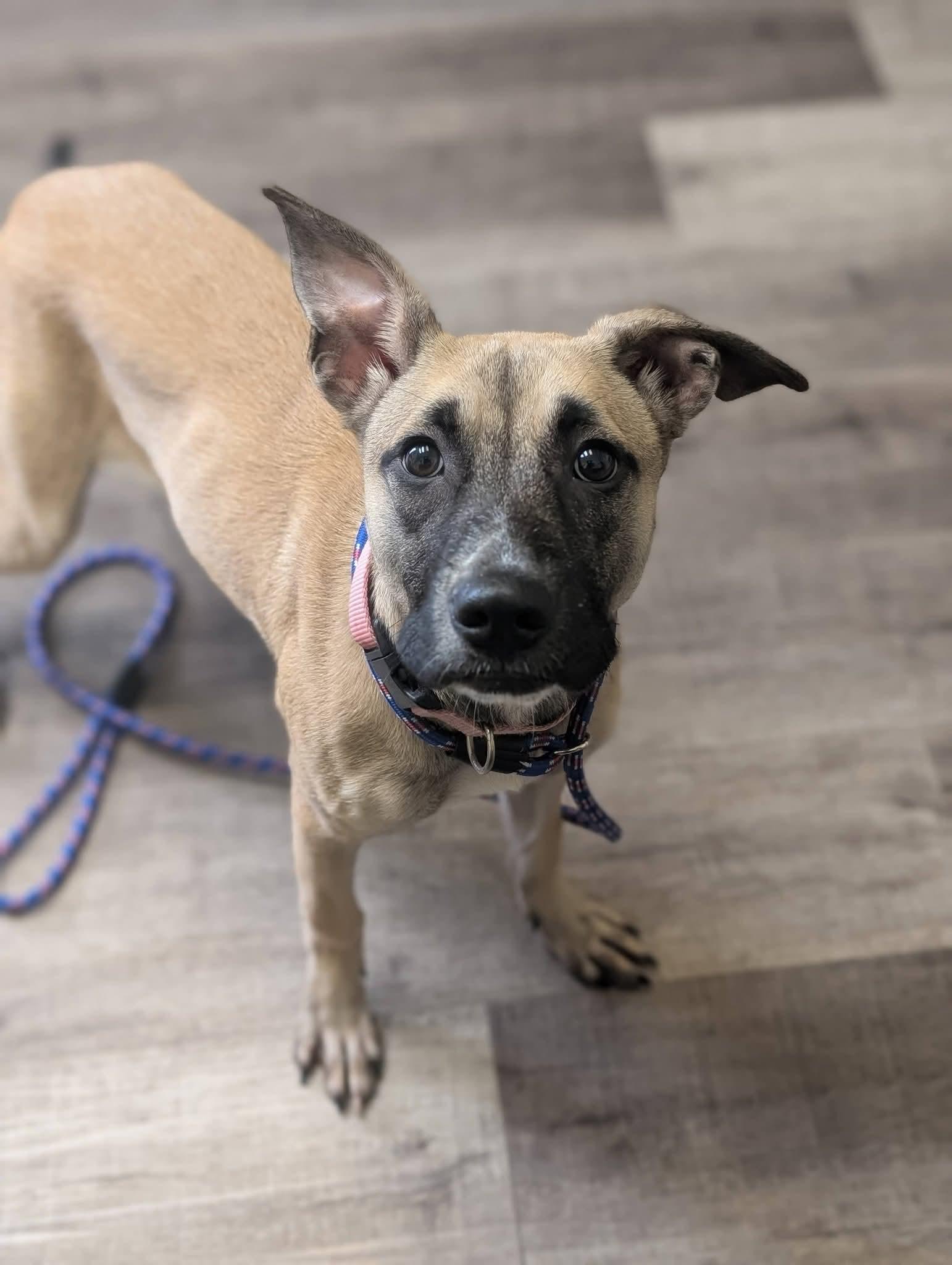 Enlarge BRIAR 425, a Adoptable mixed breed in Milwaukee, WI image 3/5